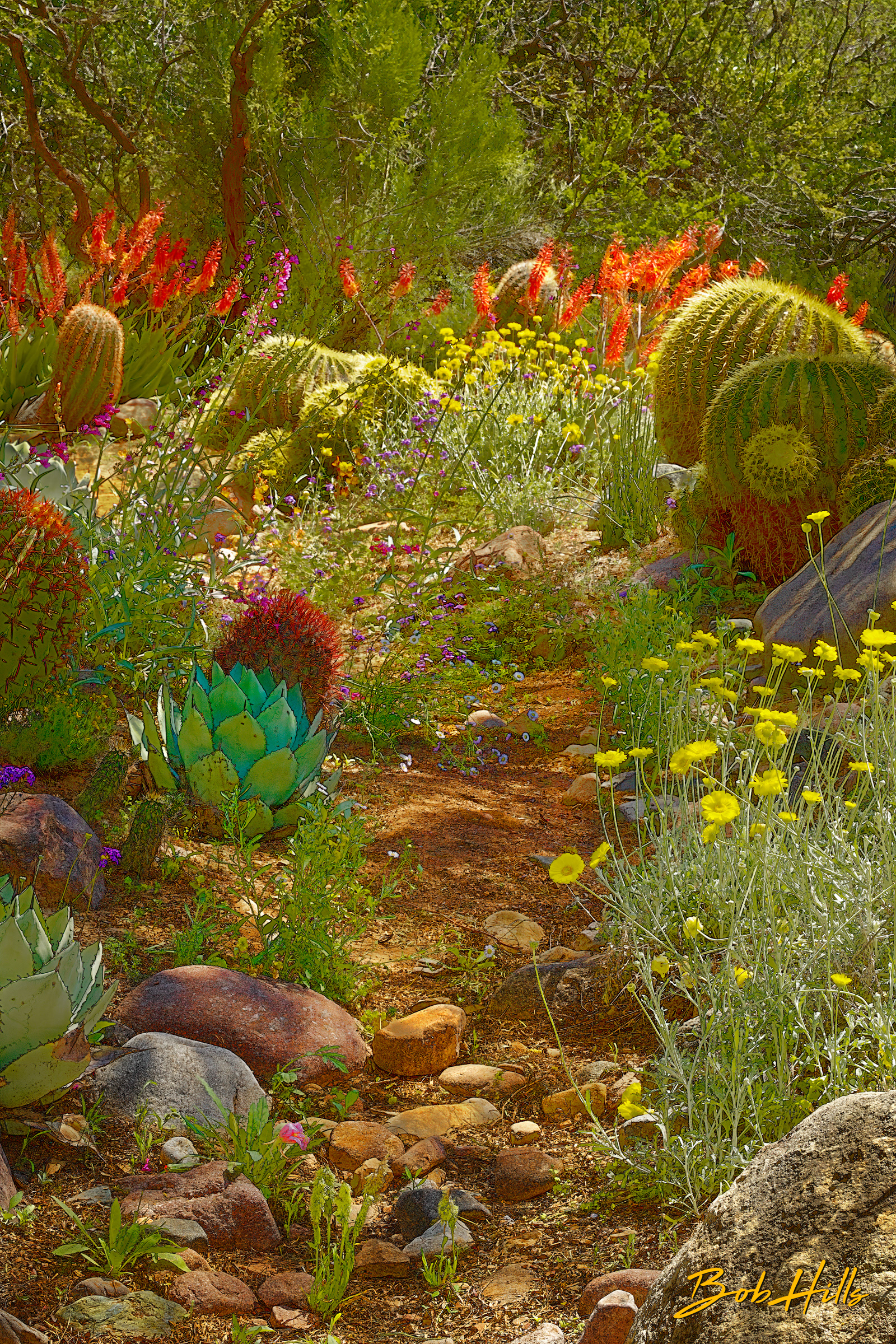 Sonoran Garden - 32