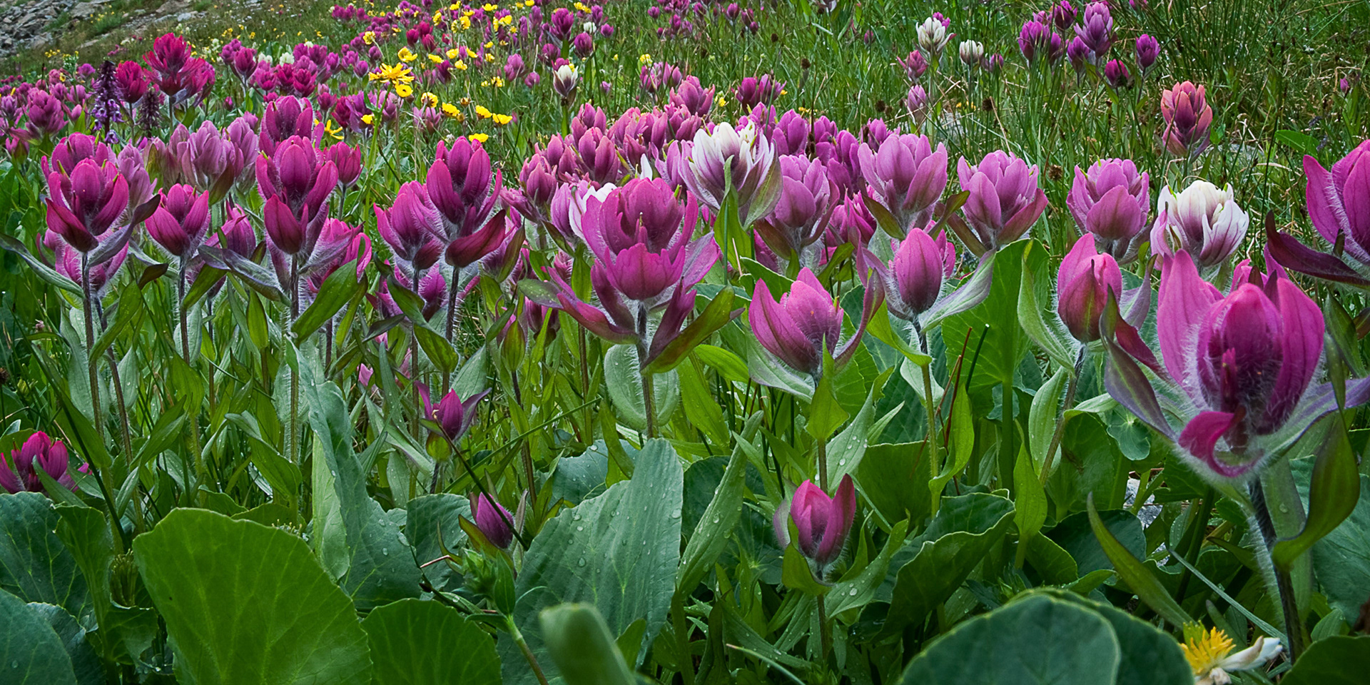 Clear Lake Basin Paintbrush 8