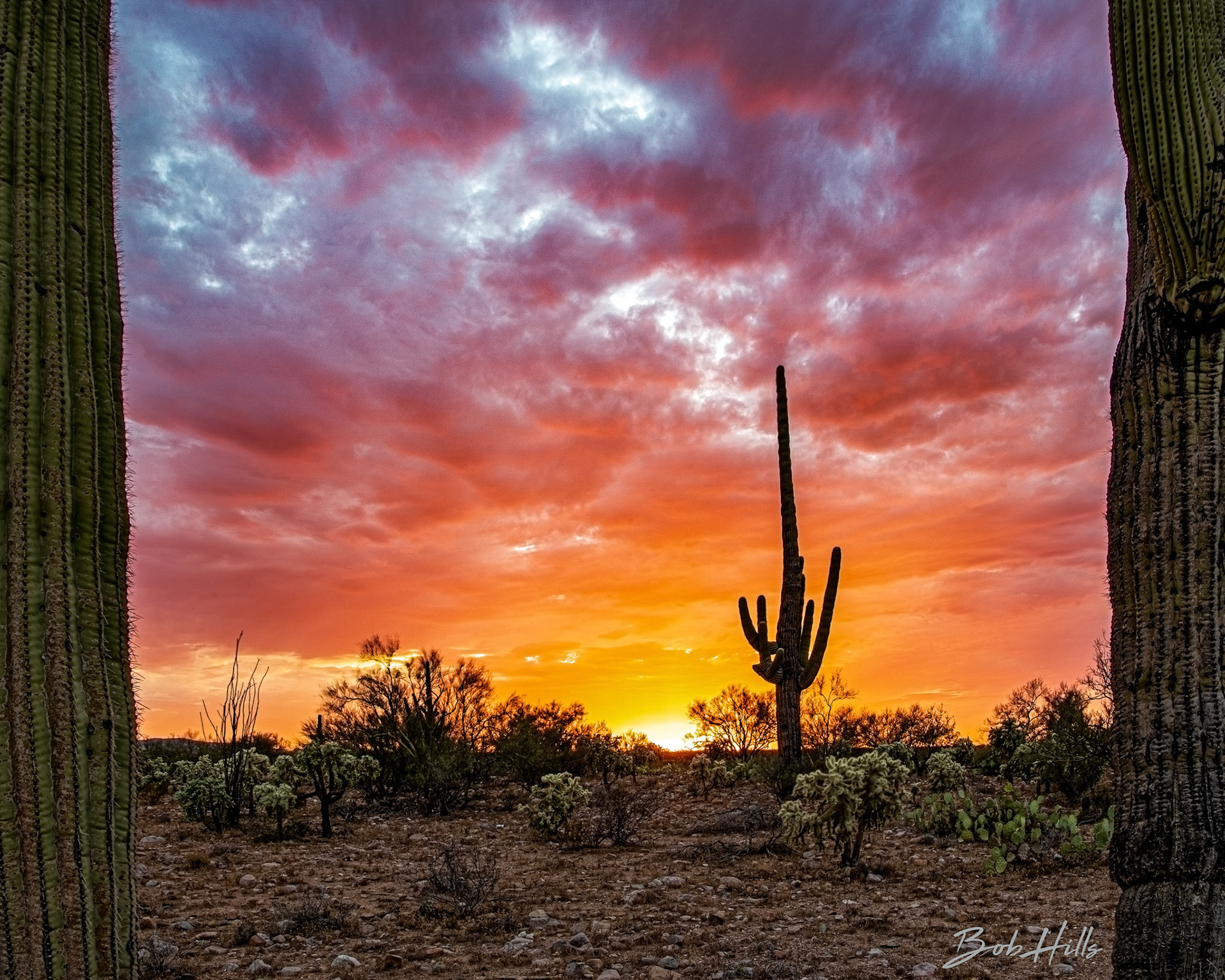 Saguaro-Framed Saguaro