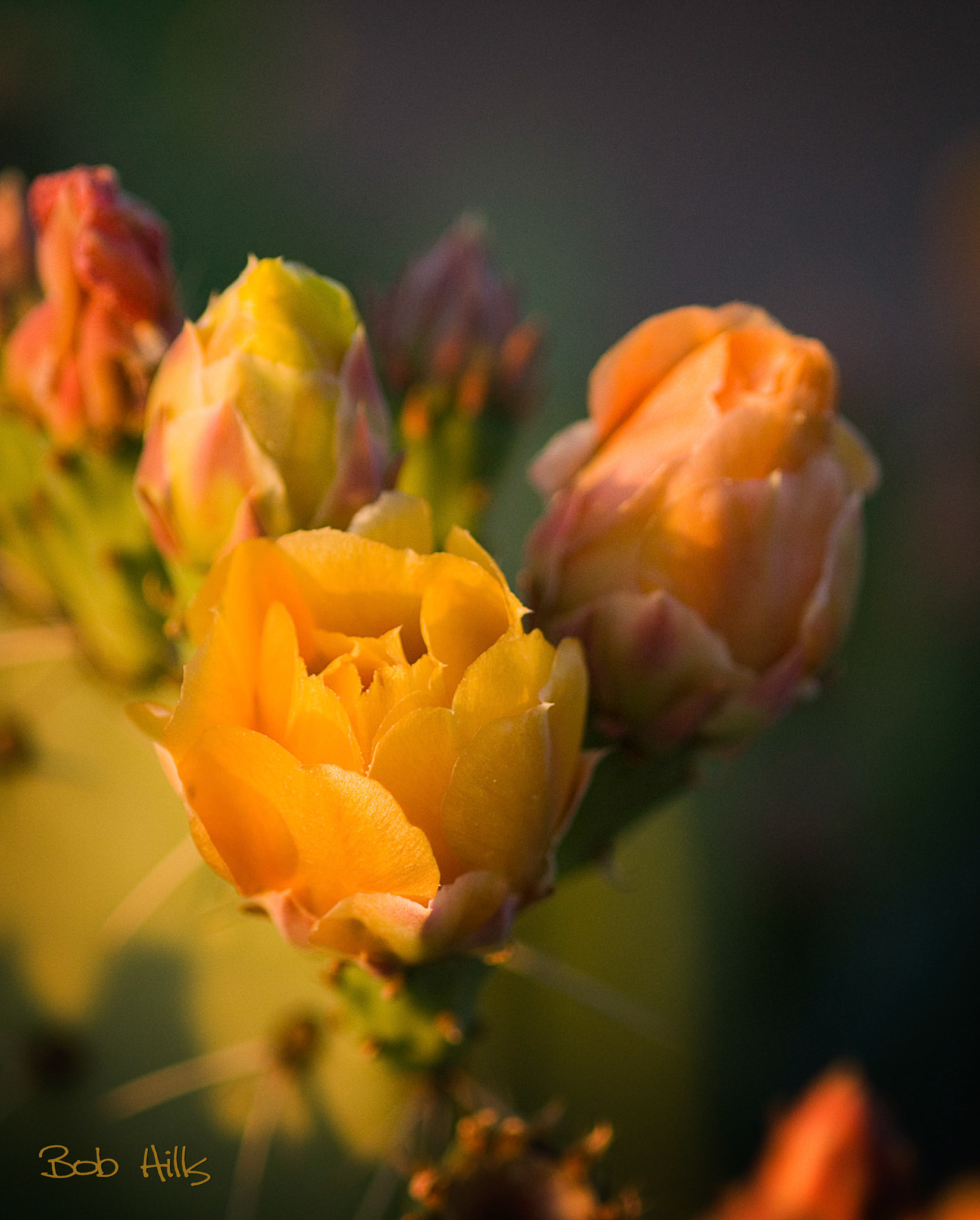 Prickly Pear Blooms Near Sundown