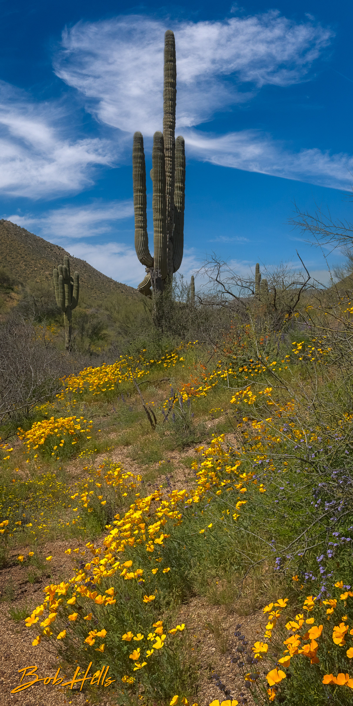 Poppies Off Florence-Kelvin Highway