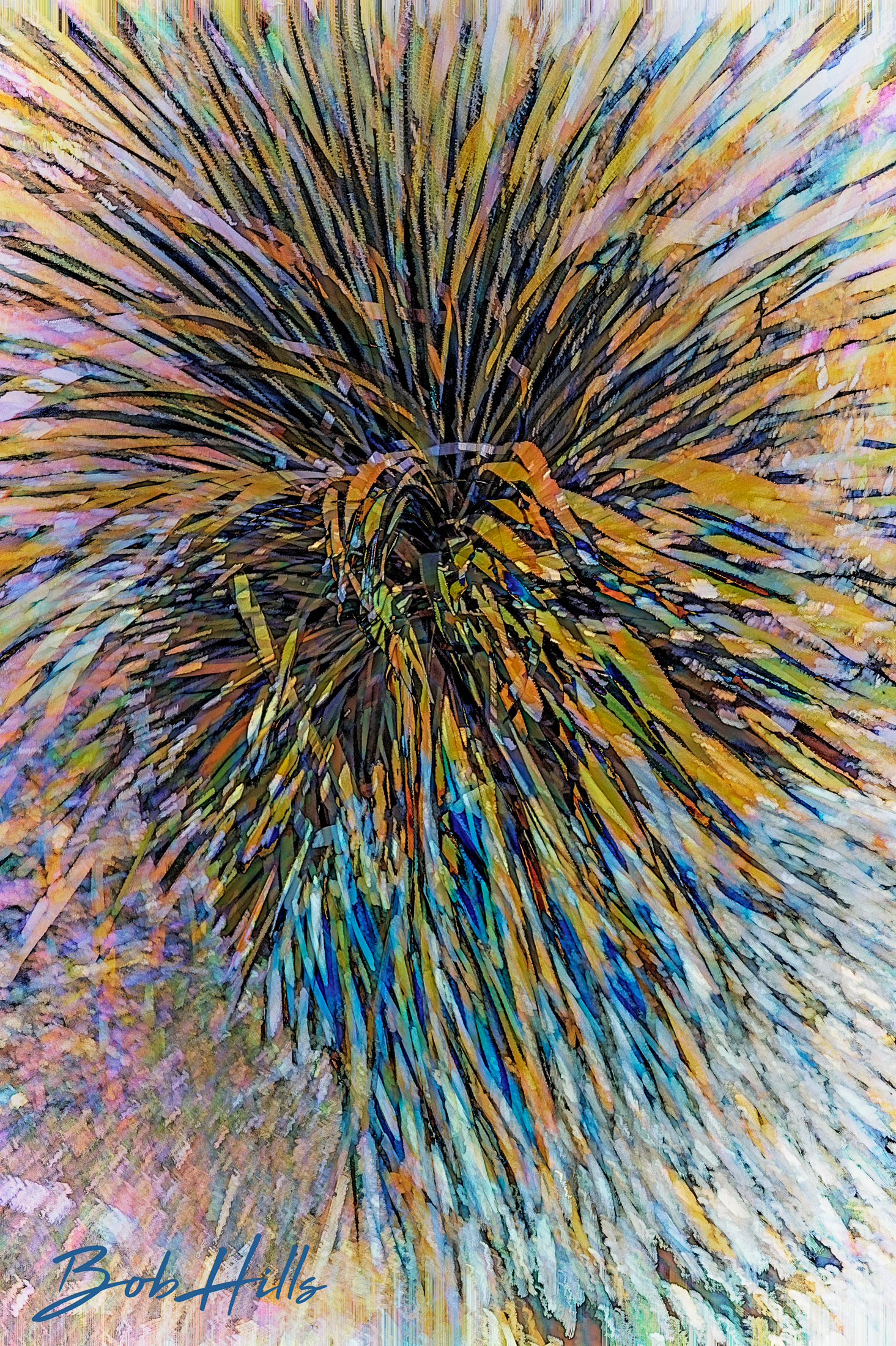 COlorful Wild Yucca