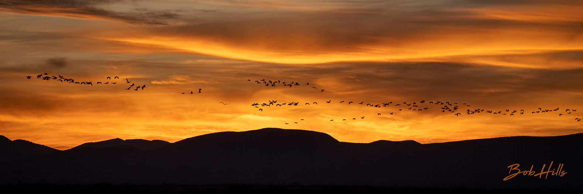 String of Sandhill Cranes