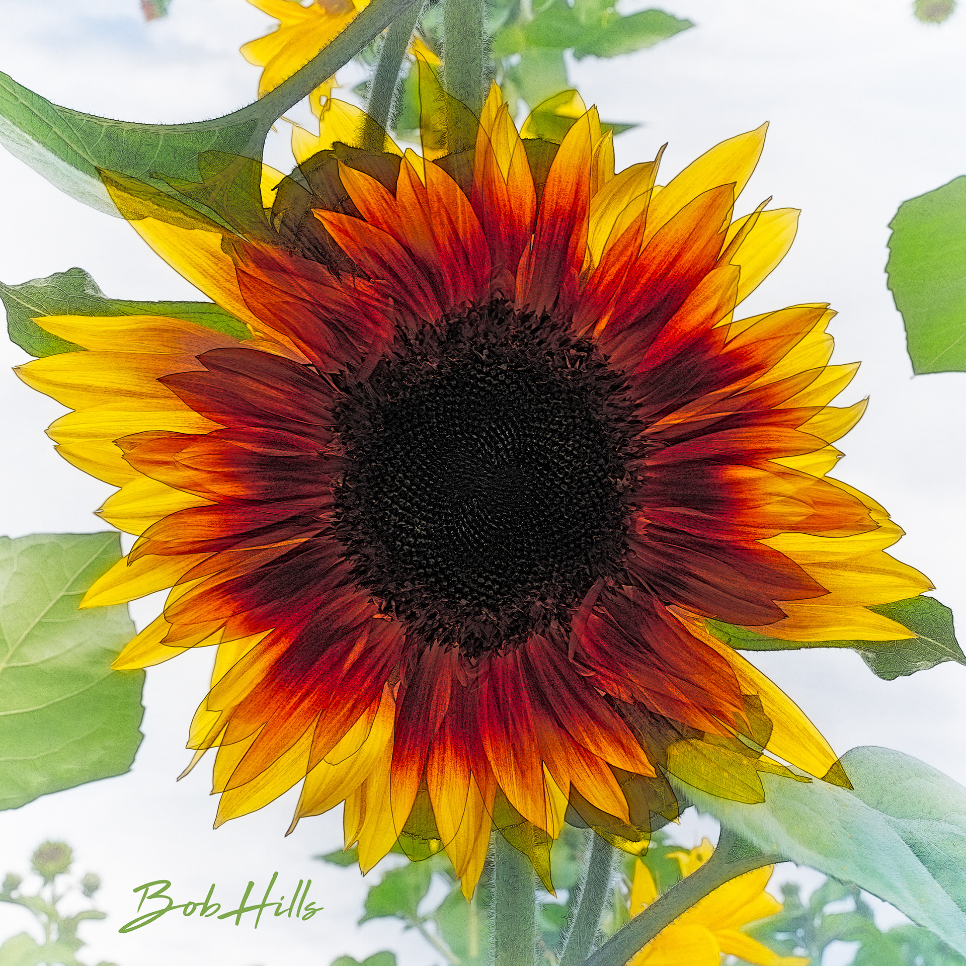 Sunflower Bright