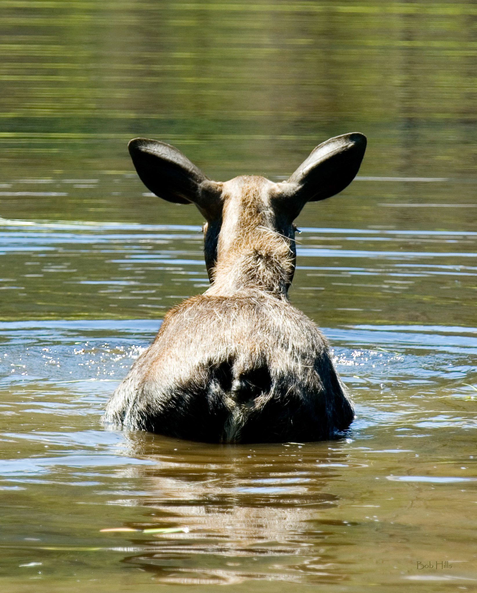 Moose in Pond - Rear View