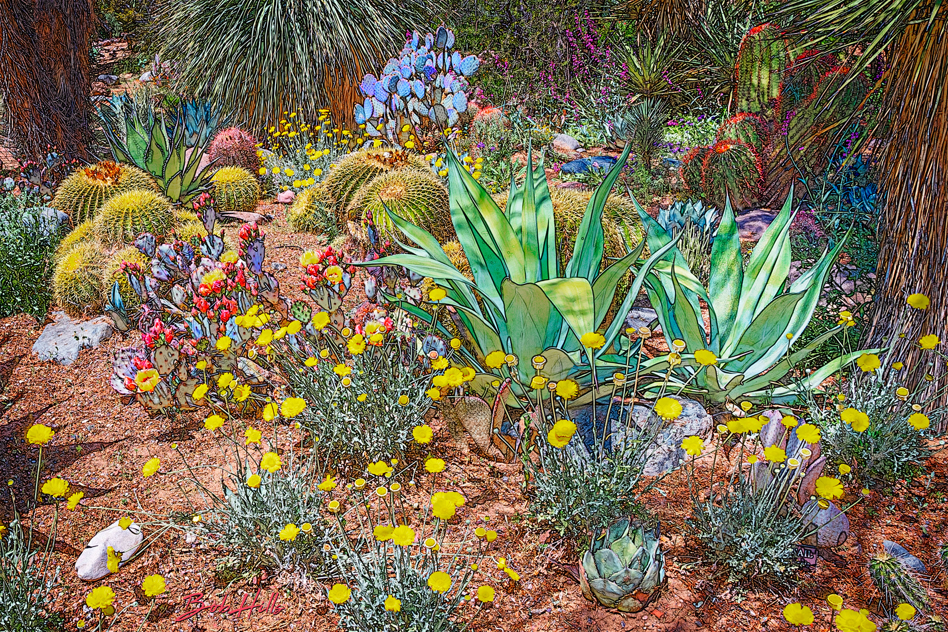 Sonoran Garden - 28