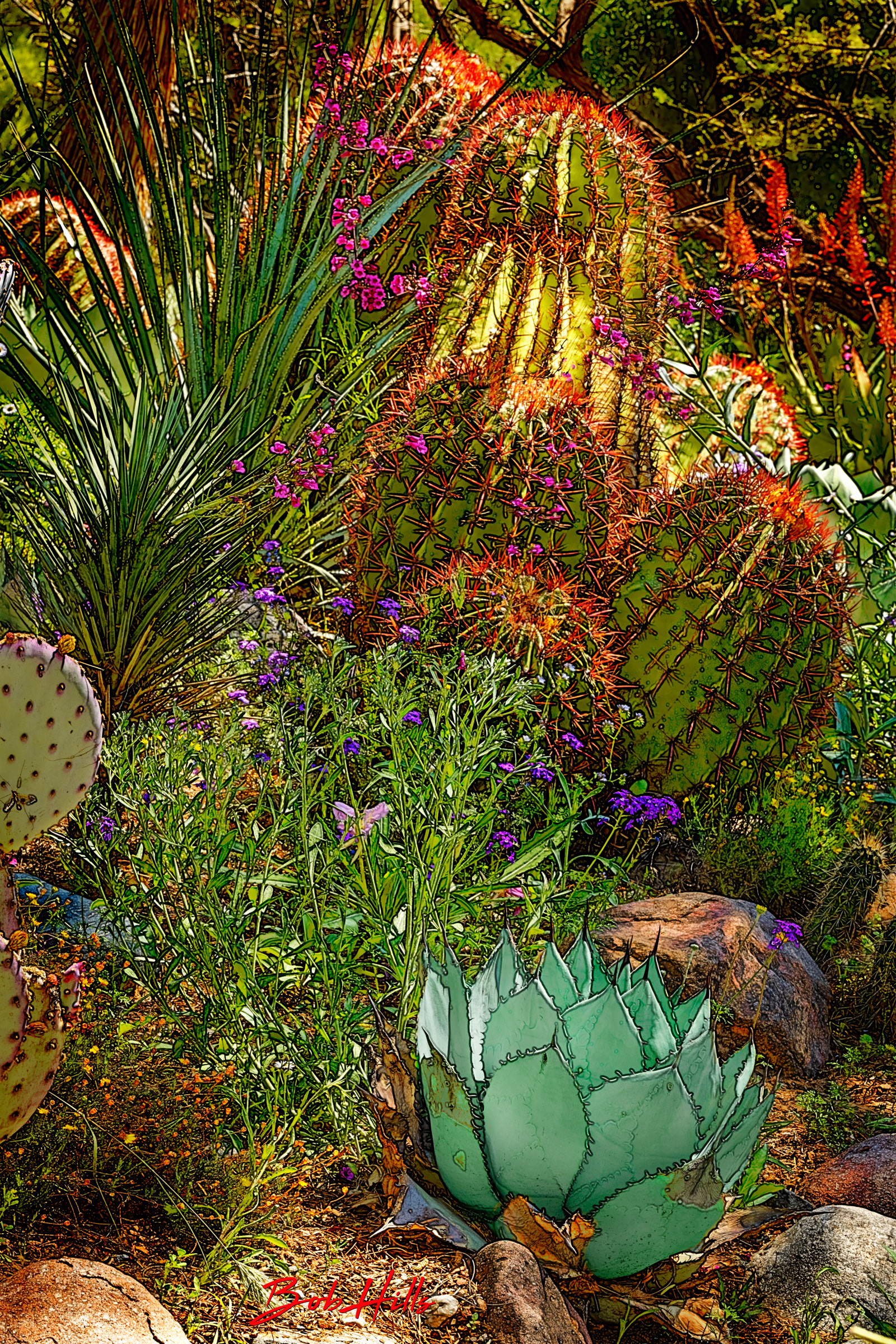Sonoran Garden - 33