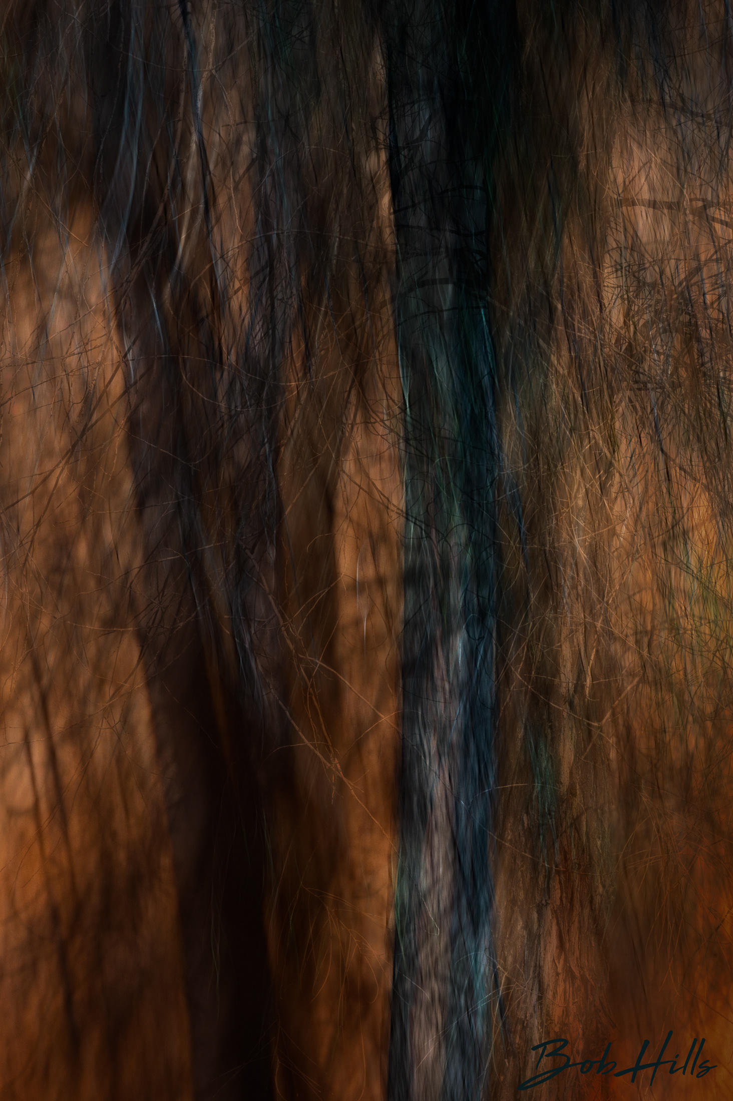 Tree Trunks in Winter