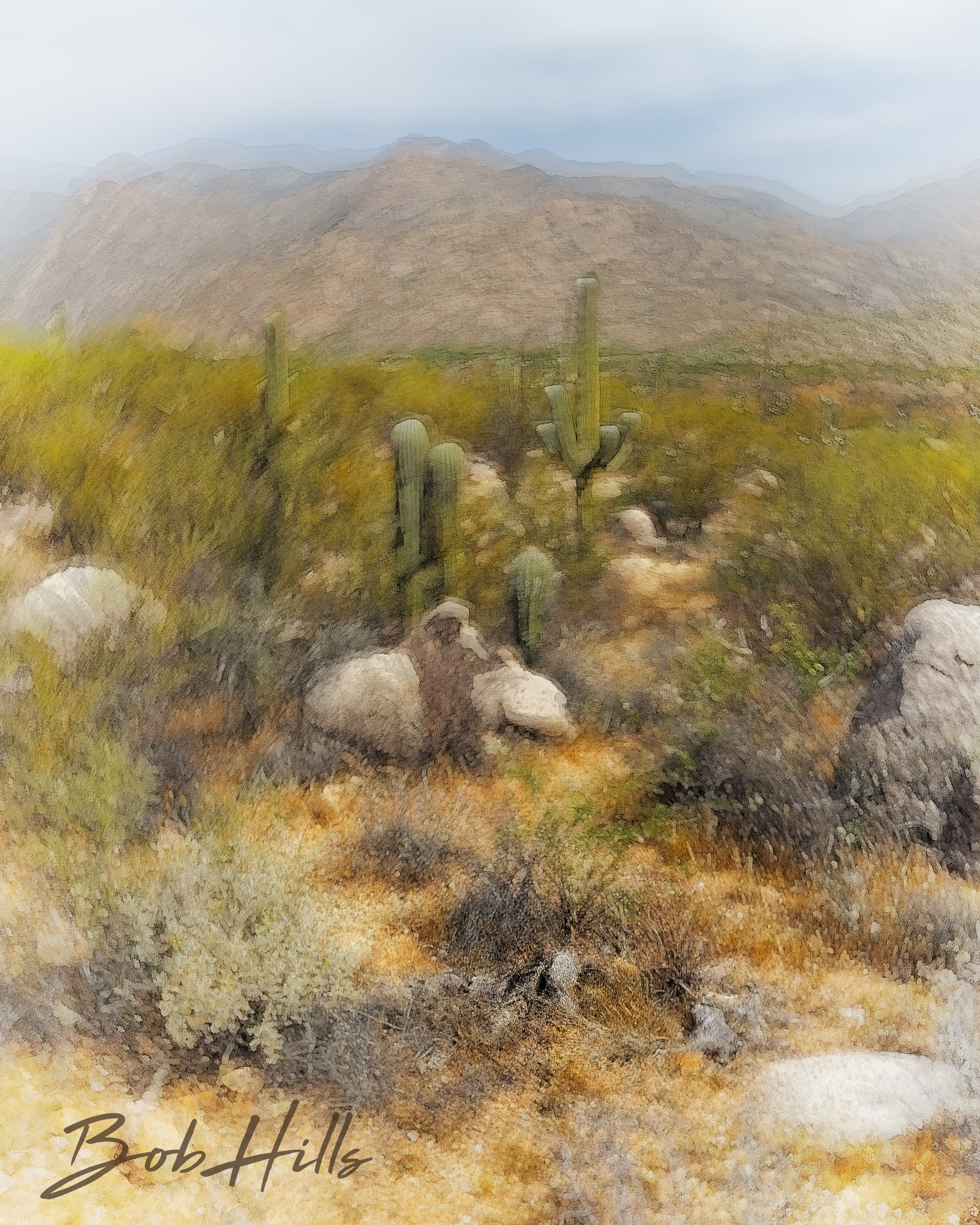 A Sonoran Desert Scene