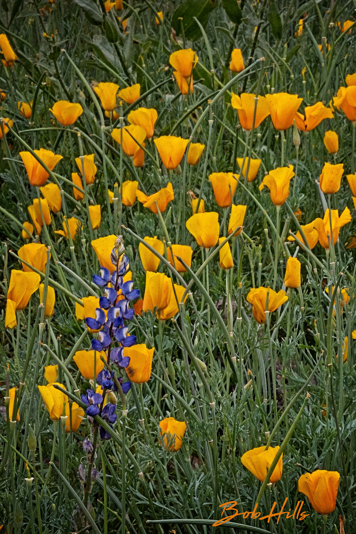 Lone Lupine with Poppies