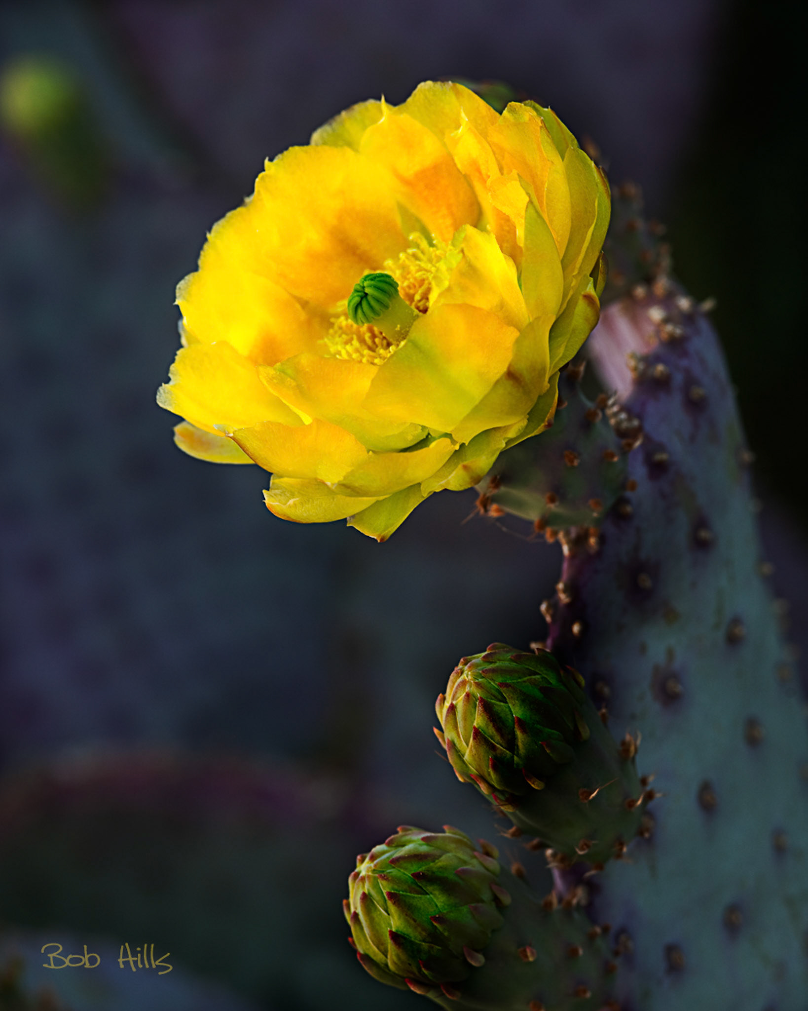 Santa Rita Cactus Bloom