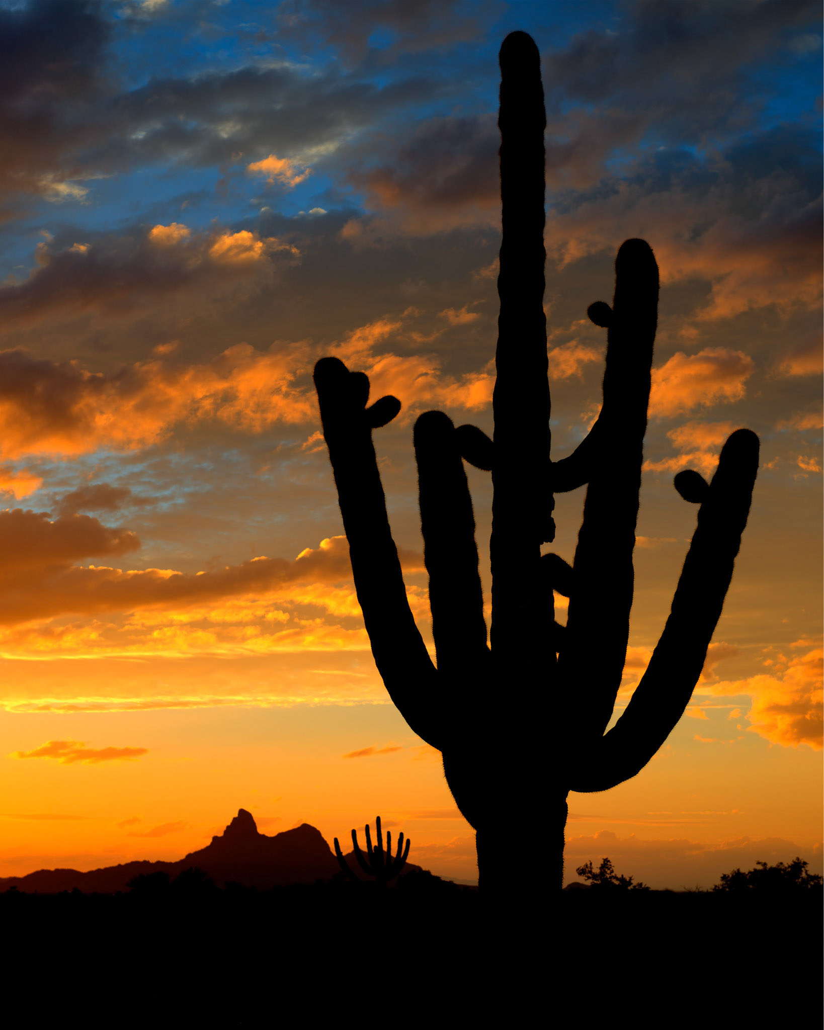 Saguaro Silhouette with Picacho