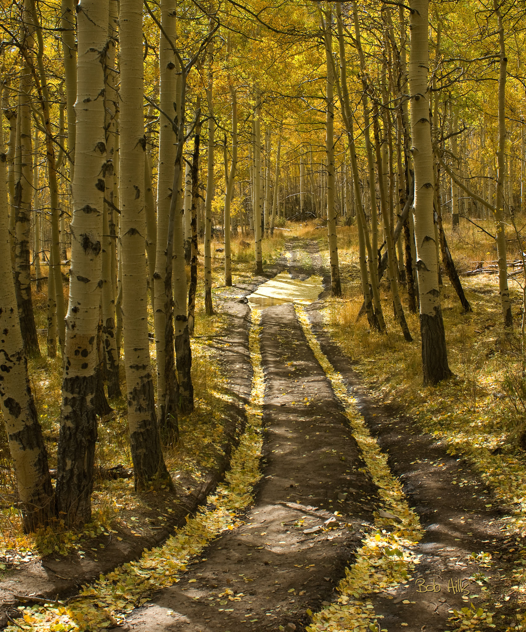 Aspen Tracks