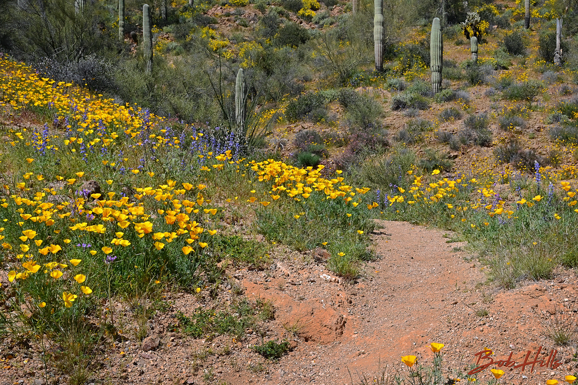 AZ Trail Near Kelvin No 4