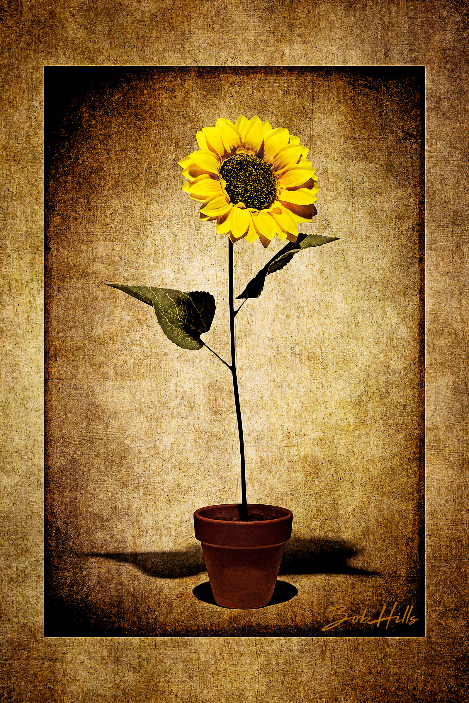Potted Sunflower No 1