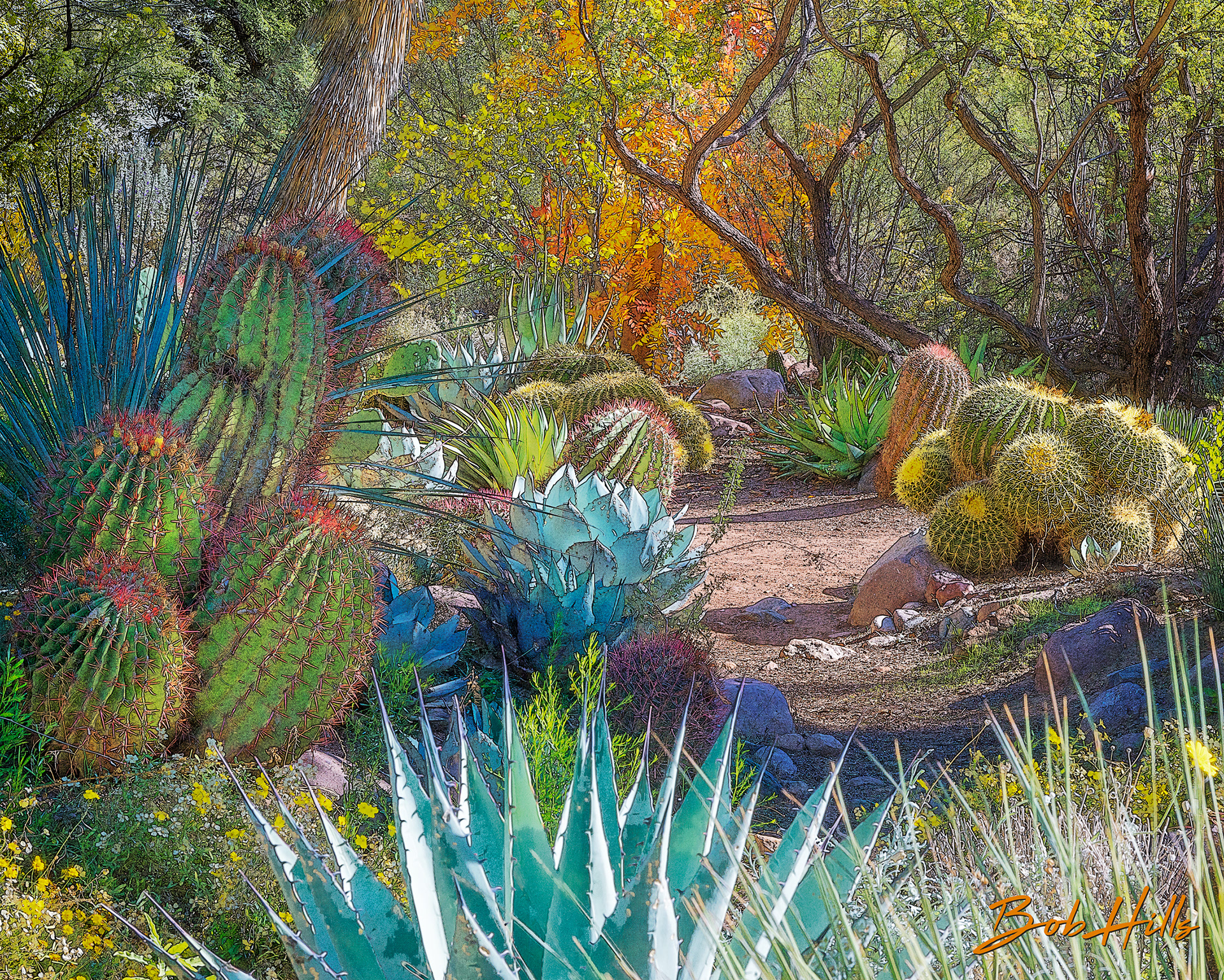 Sonoran Garden - 55