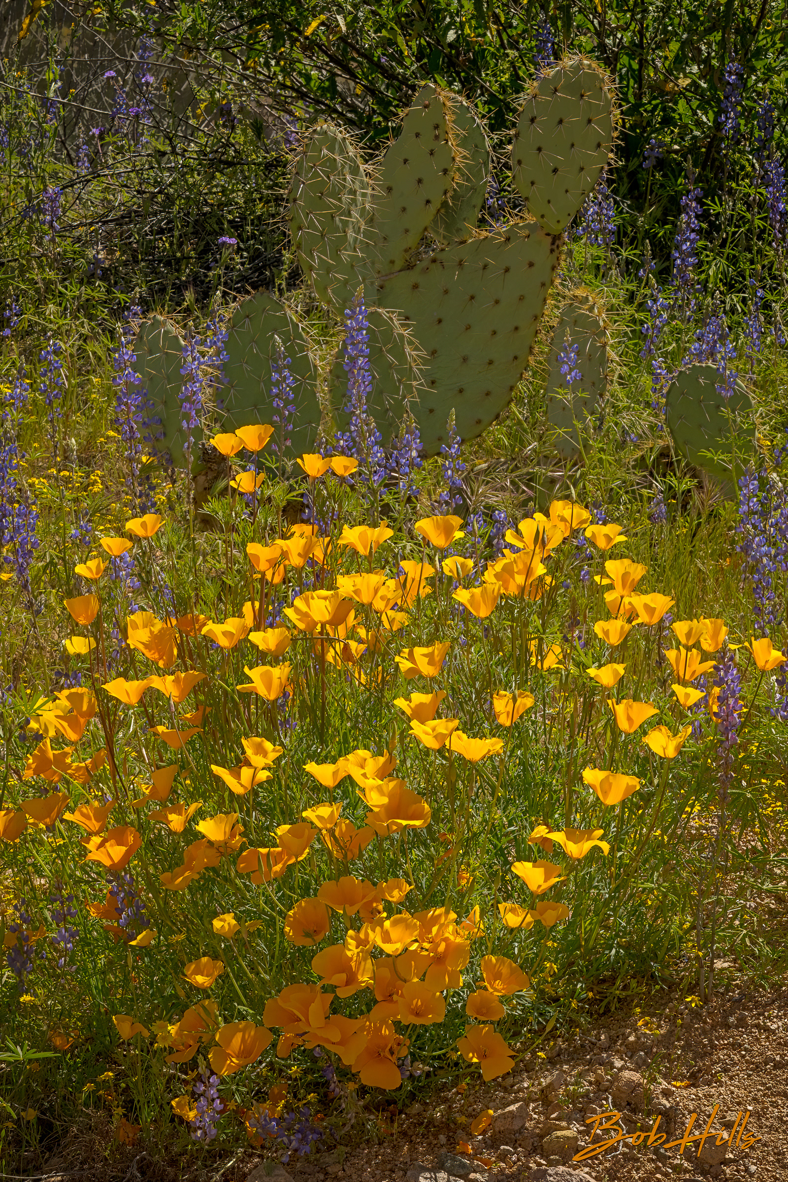 Poppies & Prickly Pear Cactus