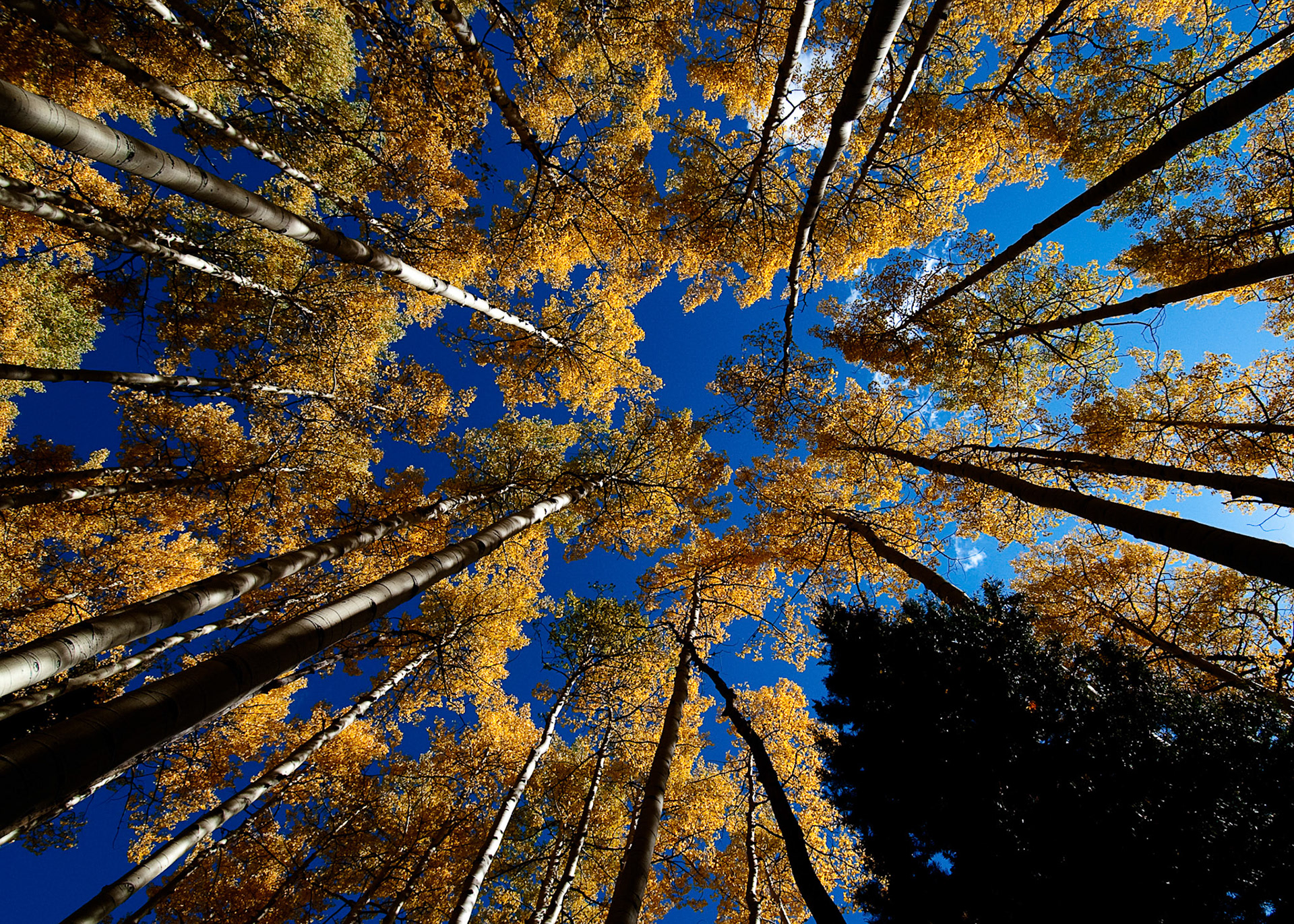 Giant Aspen