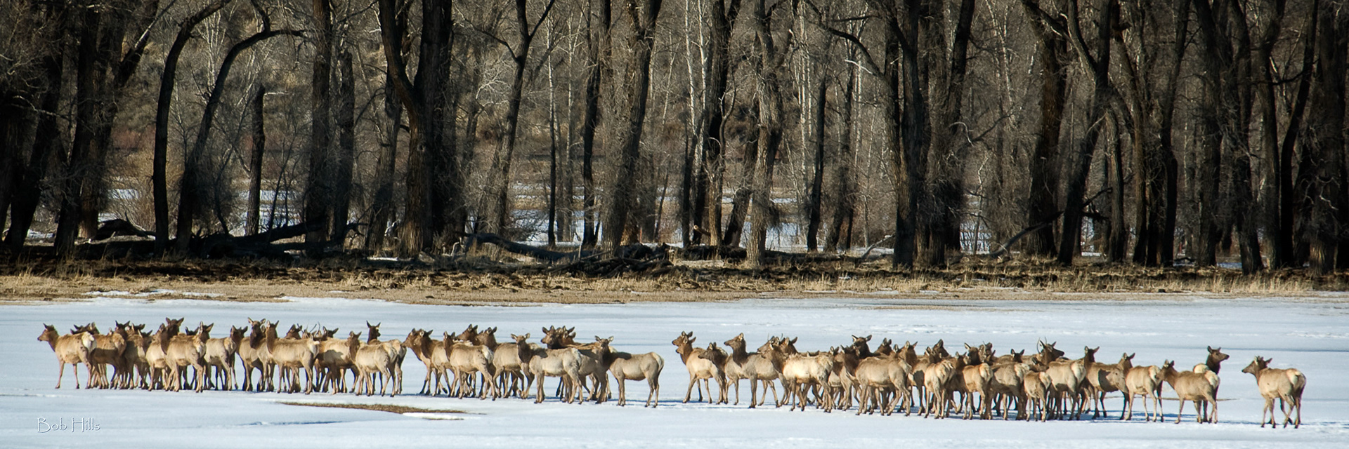 Elk Herd 2