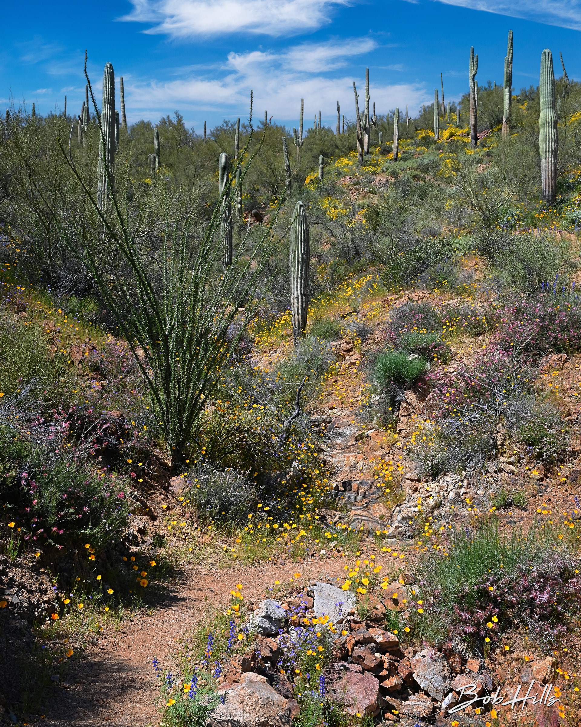 AZ Trail Near Kelvin No 3