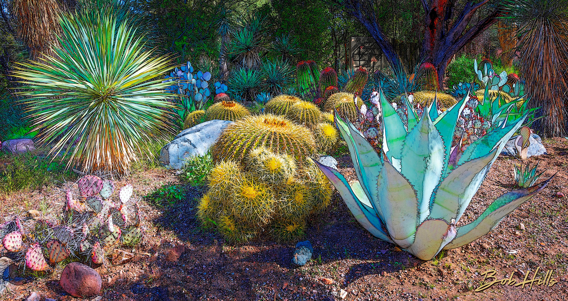 Sonoran Garden - 8