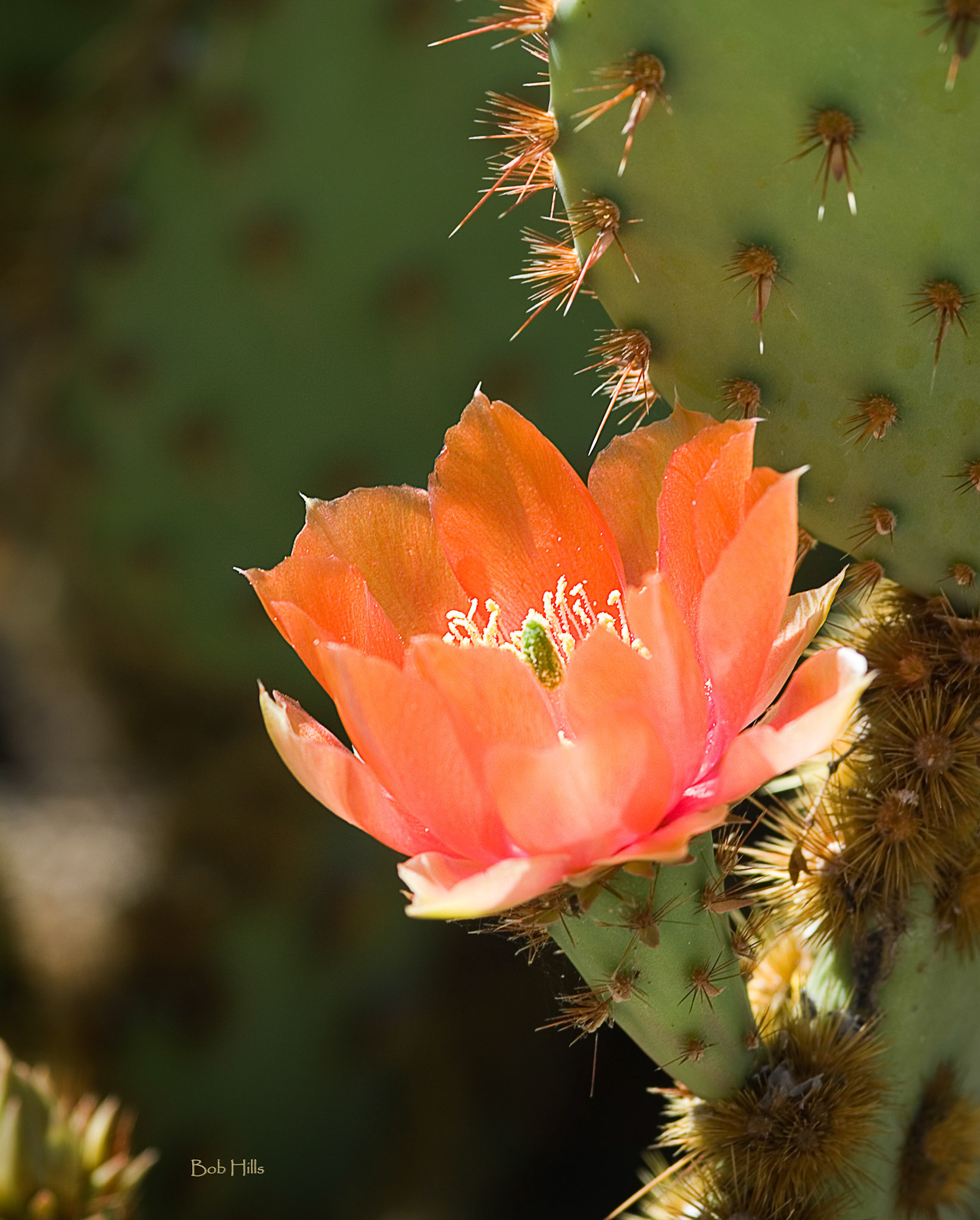 Prickly Pear Blossom Bloom