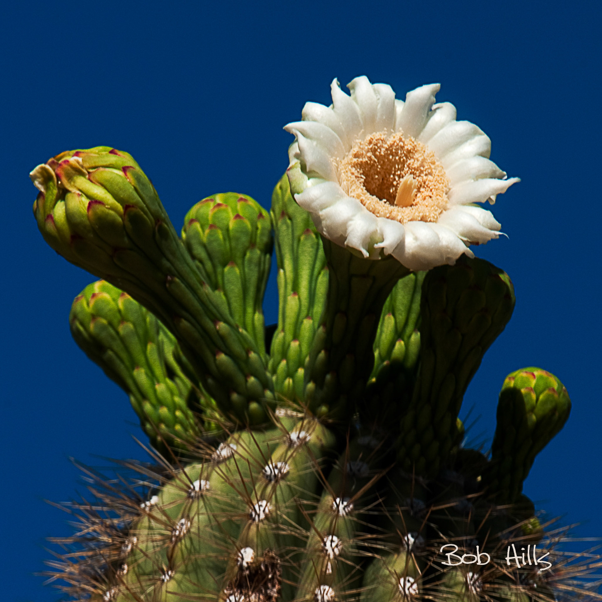 Saguaro Bloom