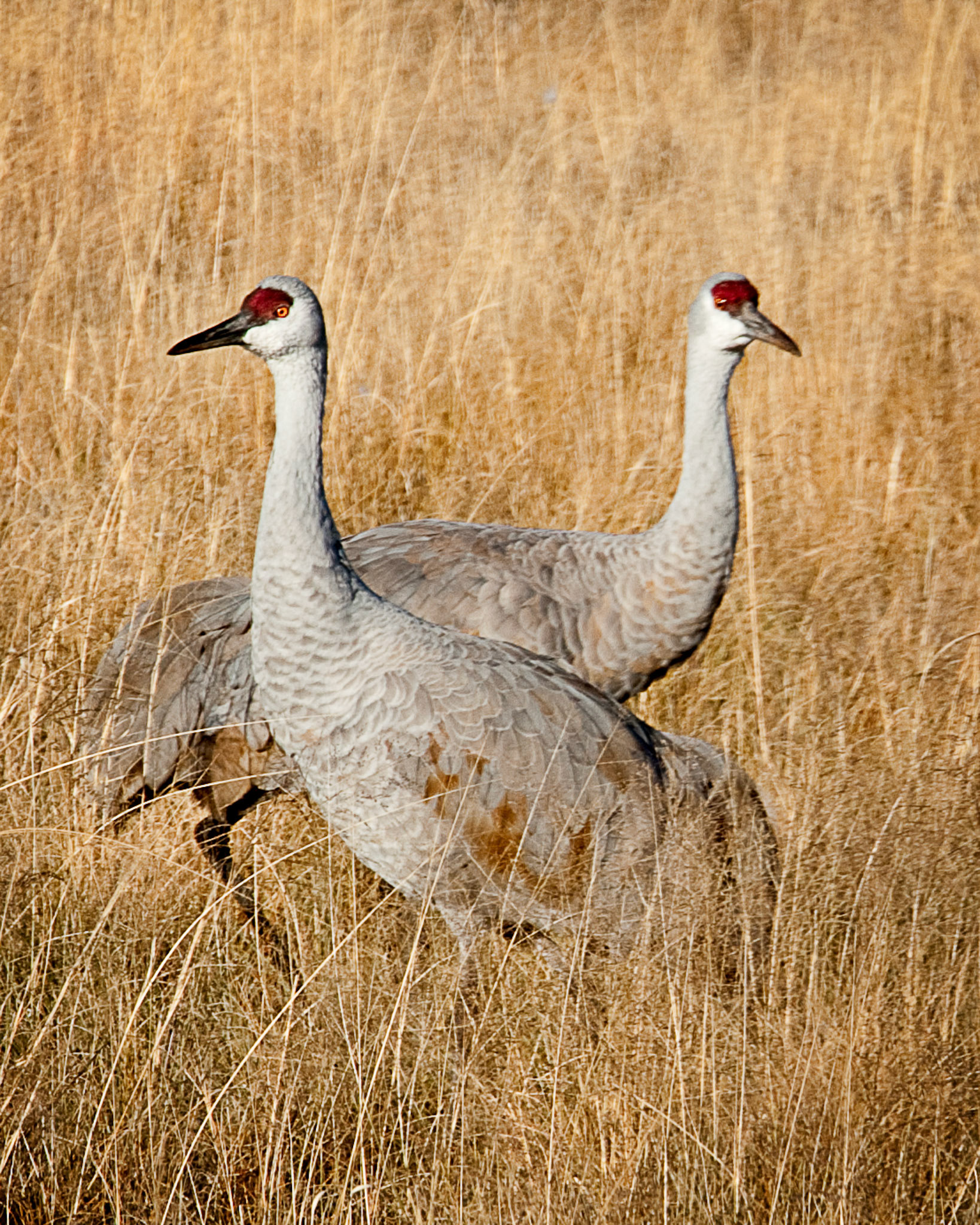 Sandhill Couple in Grass
