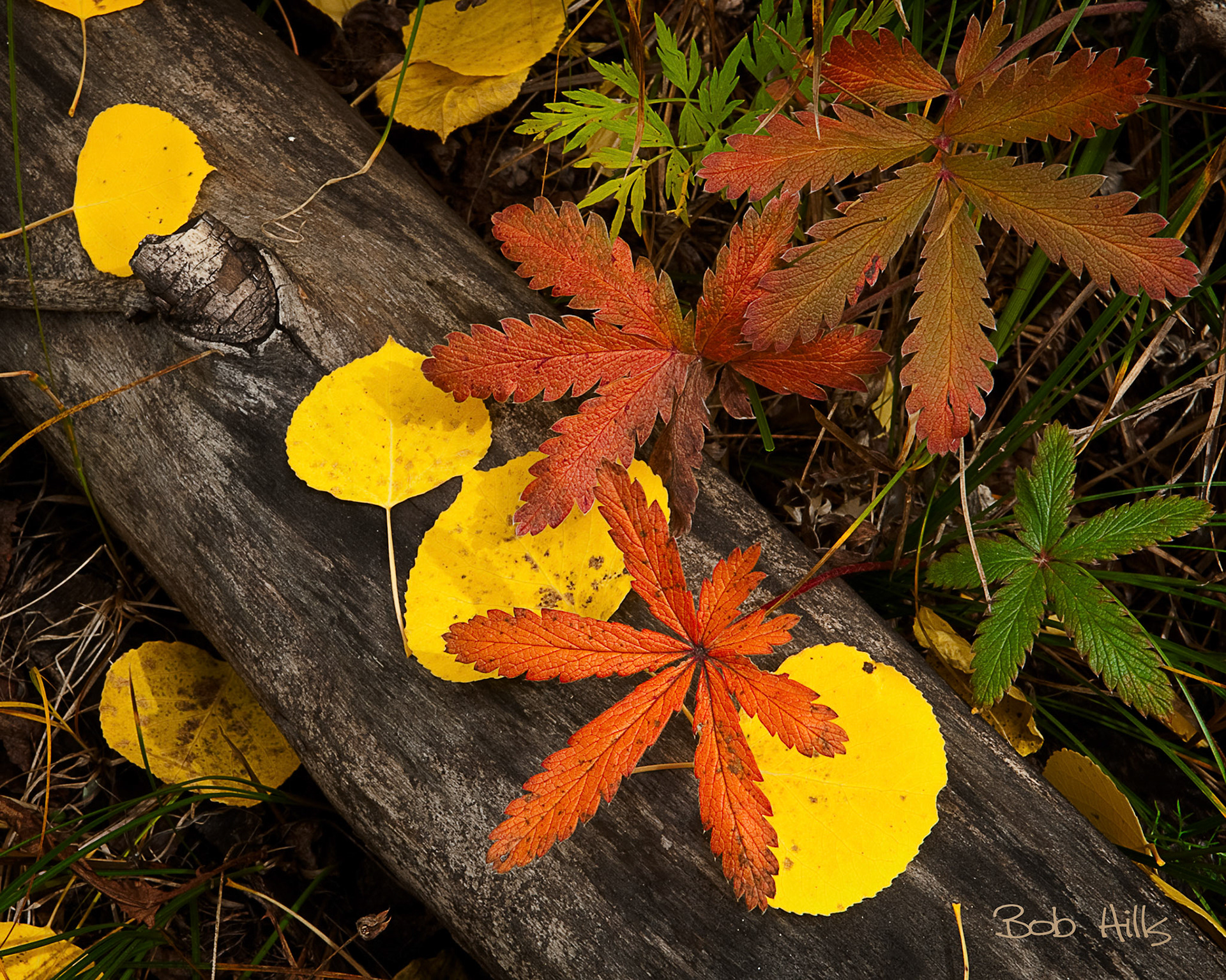 Autumn Ground Colo