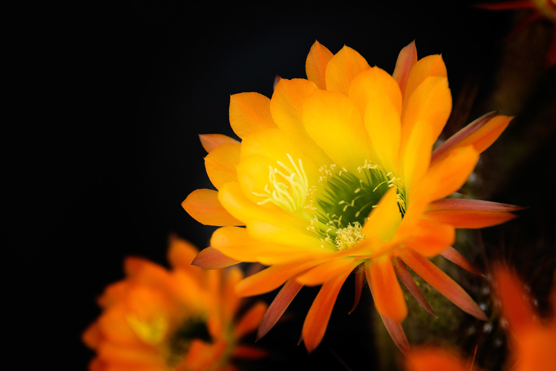 Trichocereus 2