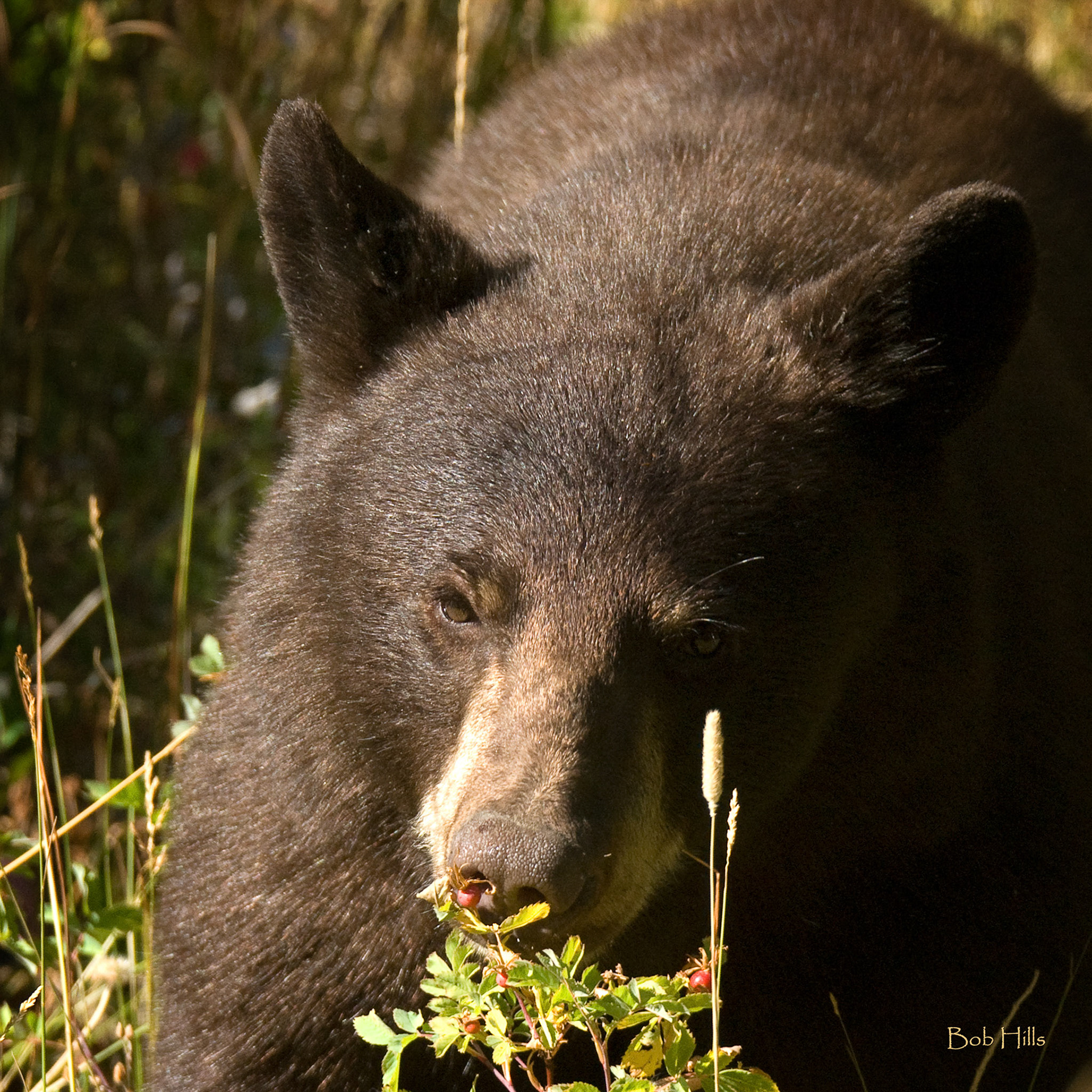 Black Bear 17