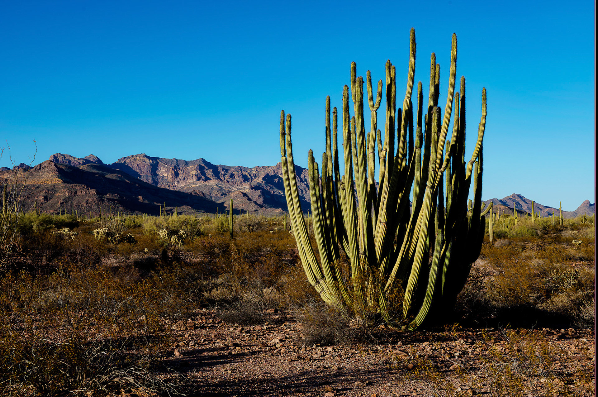 Organ Pipe Cactus