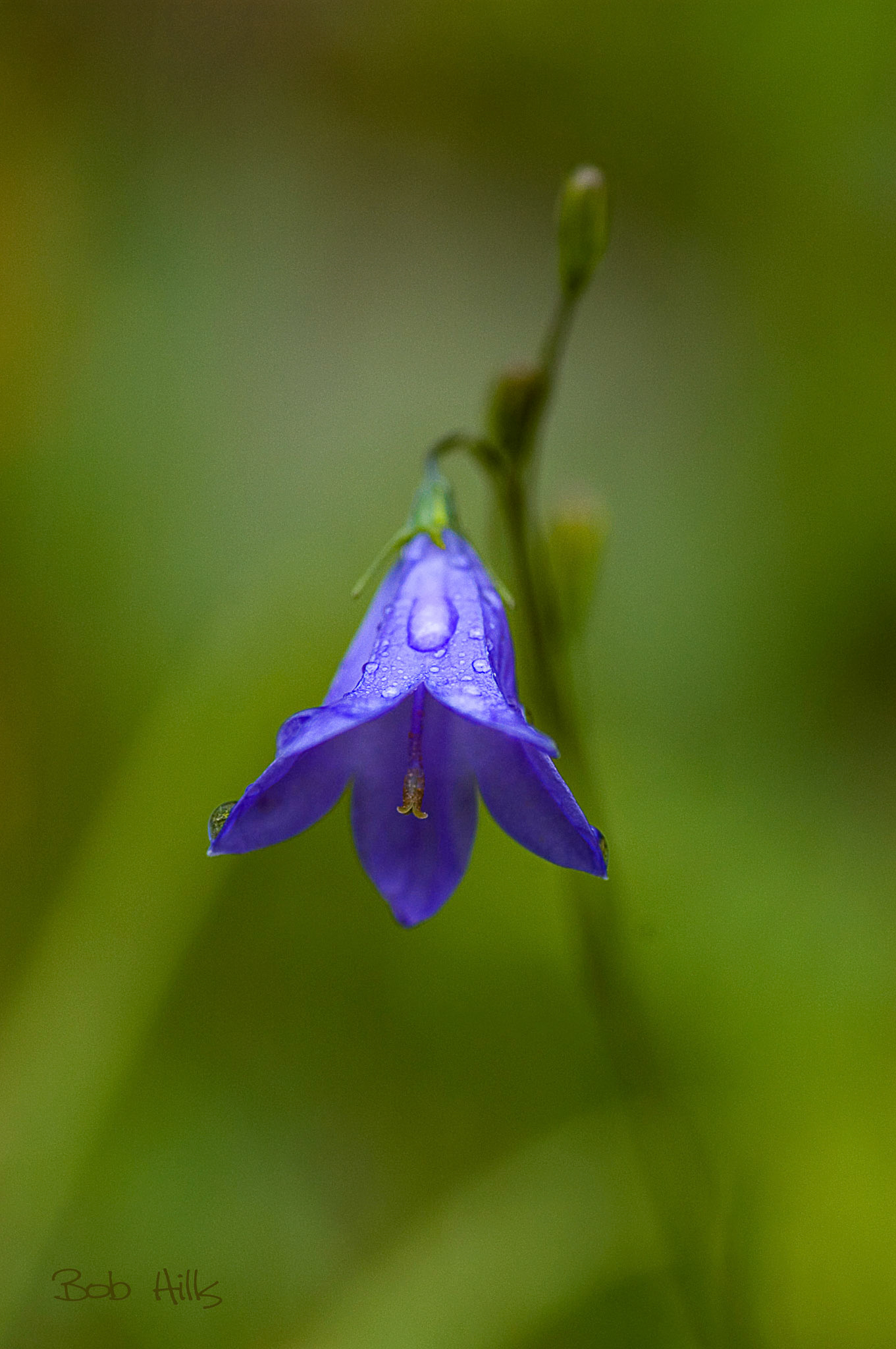 Mountain Harebell