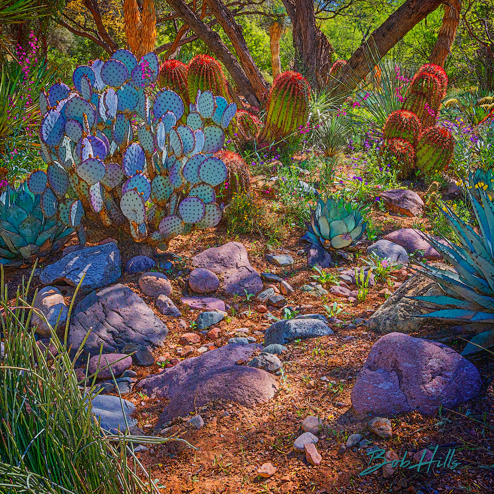 Sonoran Garden - 21