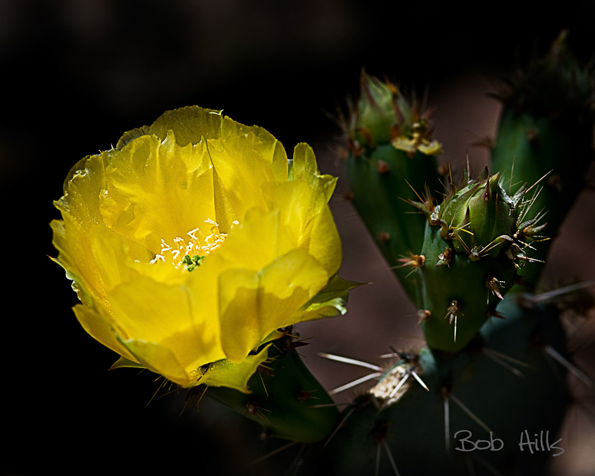 Prickly Pear Aglow