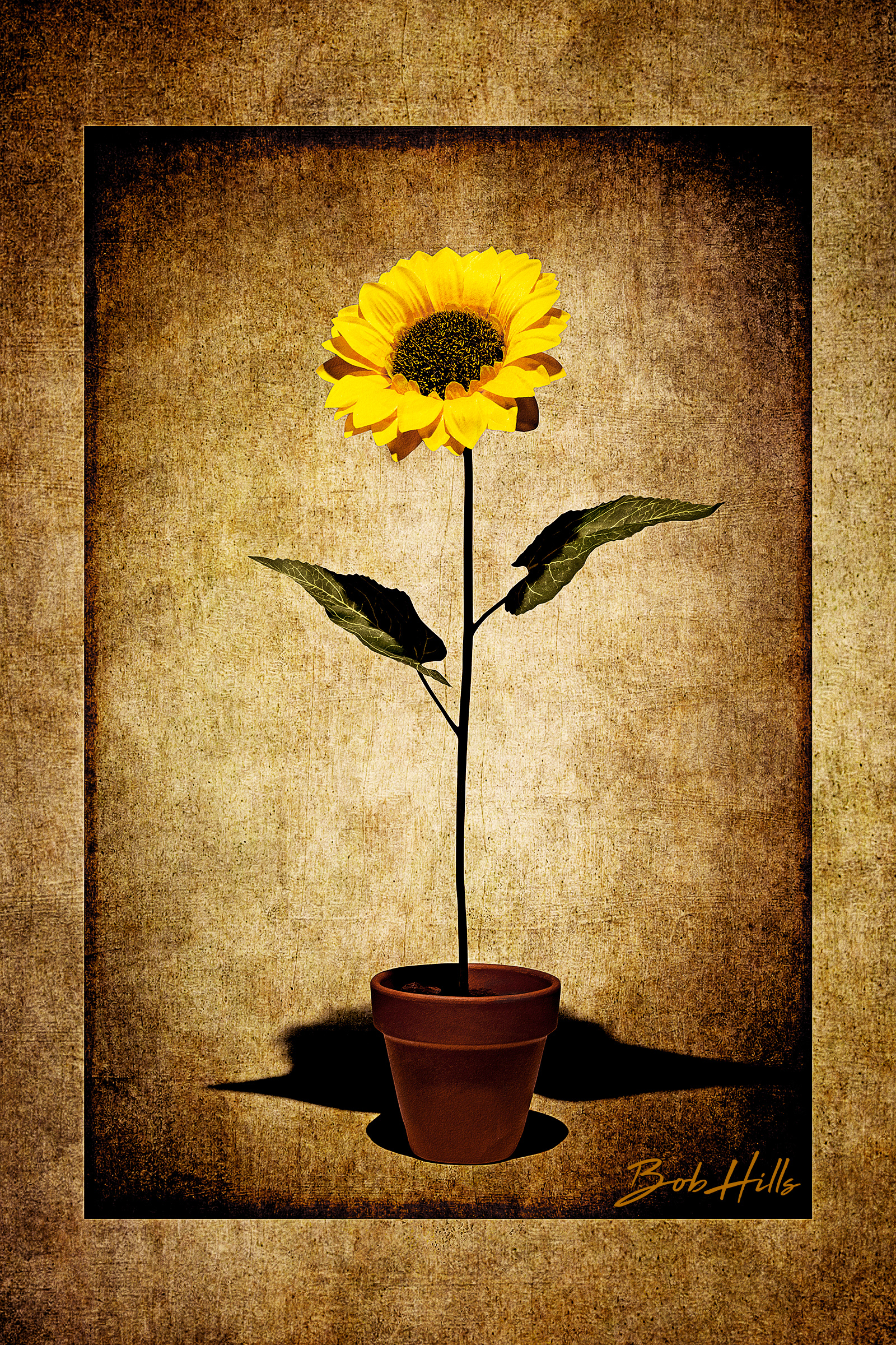 Potted Sunflower No 2 