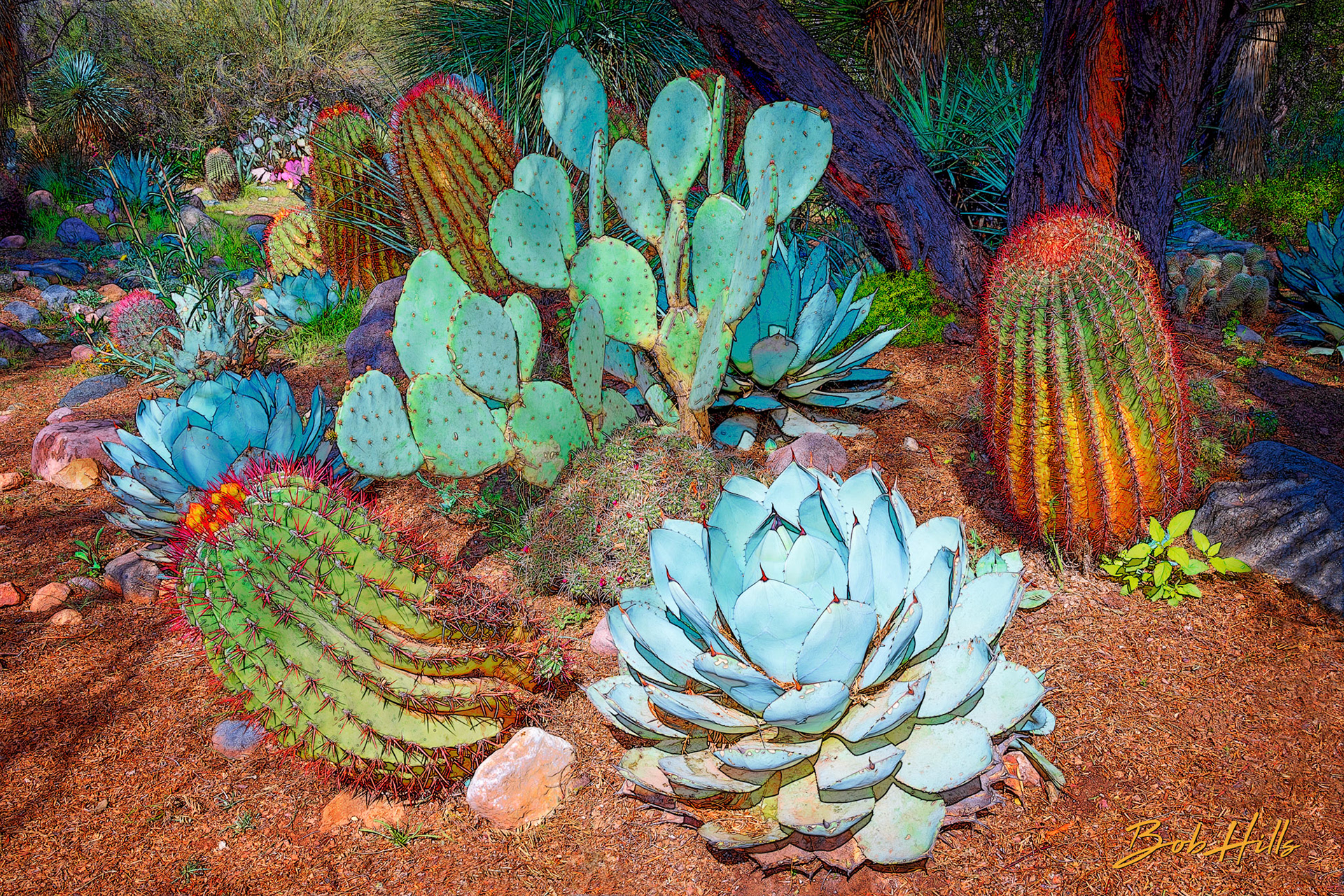 Sonoran Garden - 11