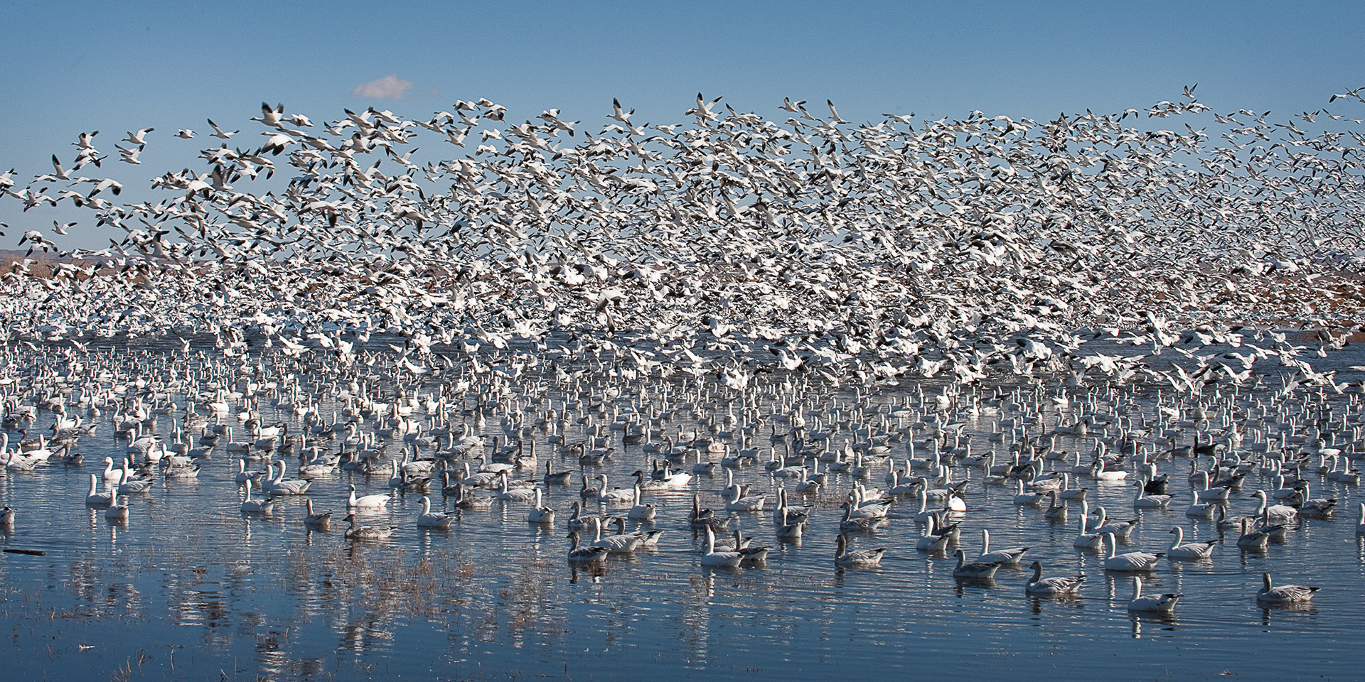 Snow Geese Disturbed