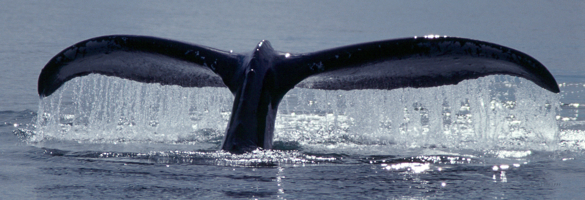 Whale Tail