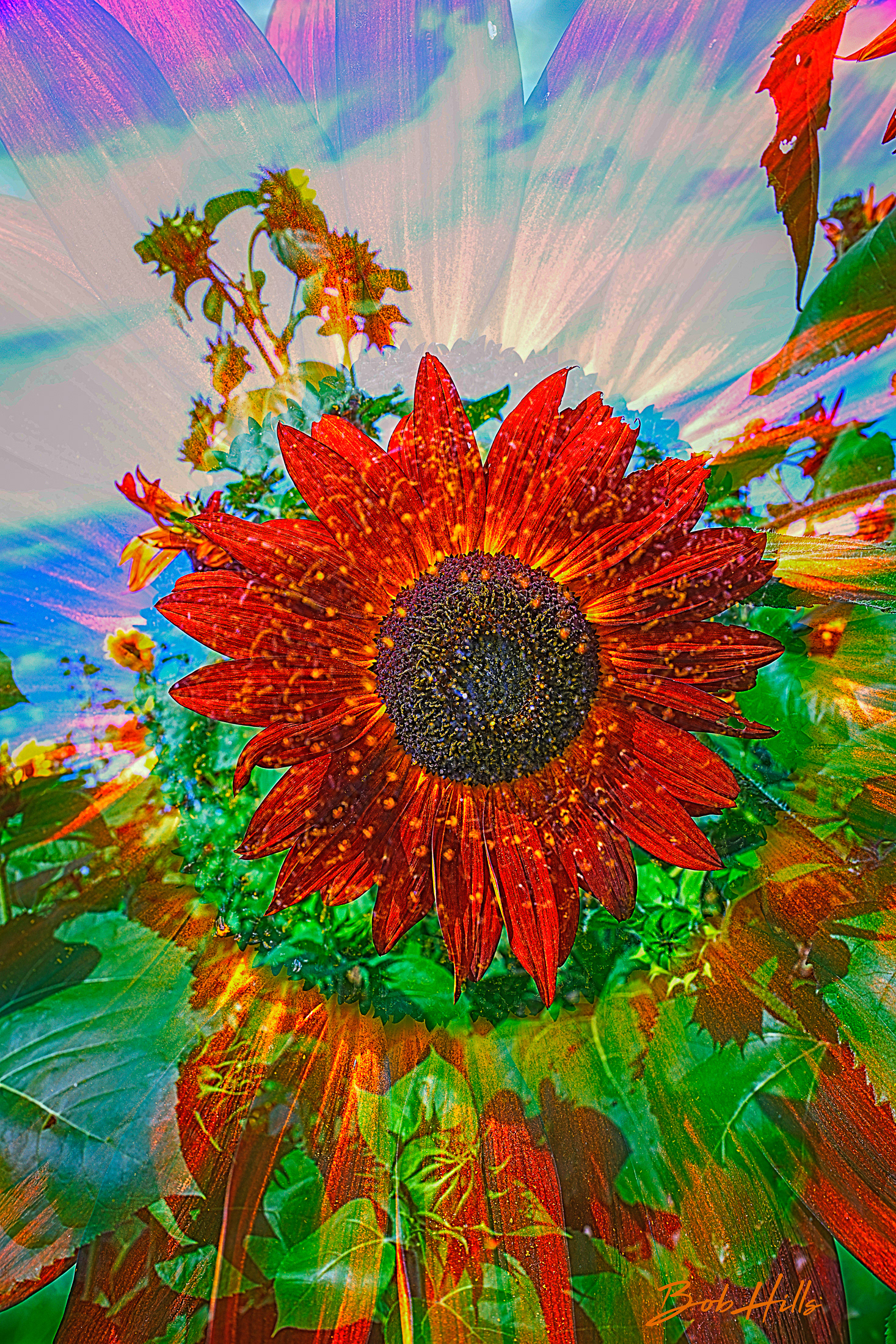 Psychedelic Sunflower