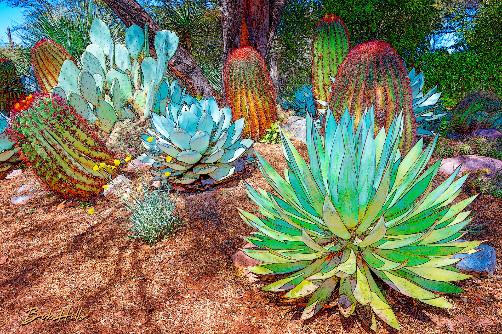 Sonoran Garden - 2