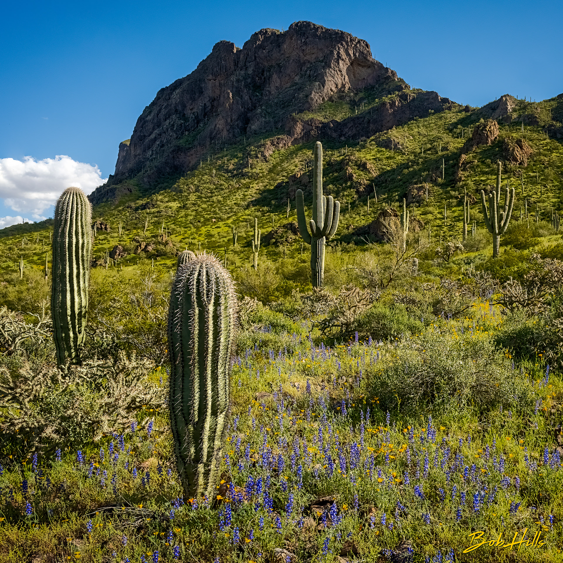Springtime in Southern Arizona