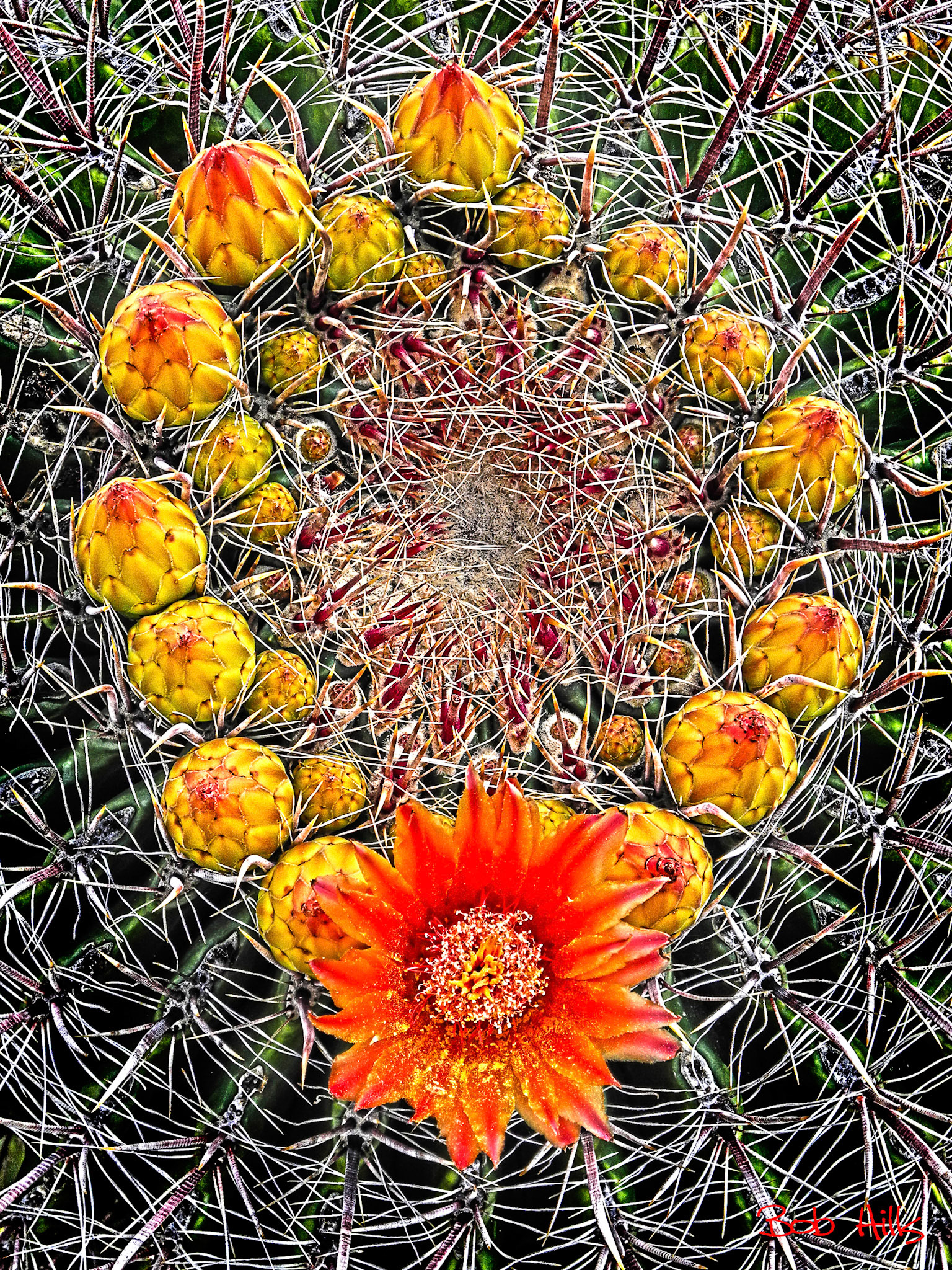 Barrel Cactus Blossom Necklace