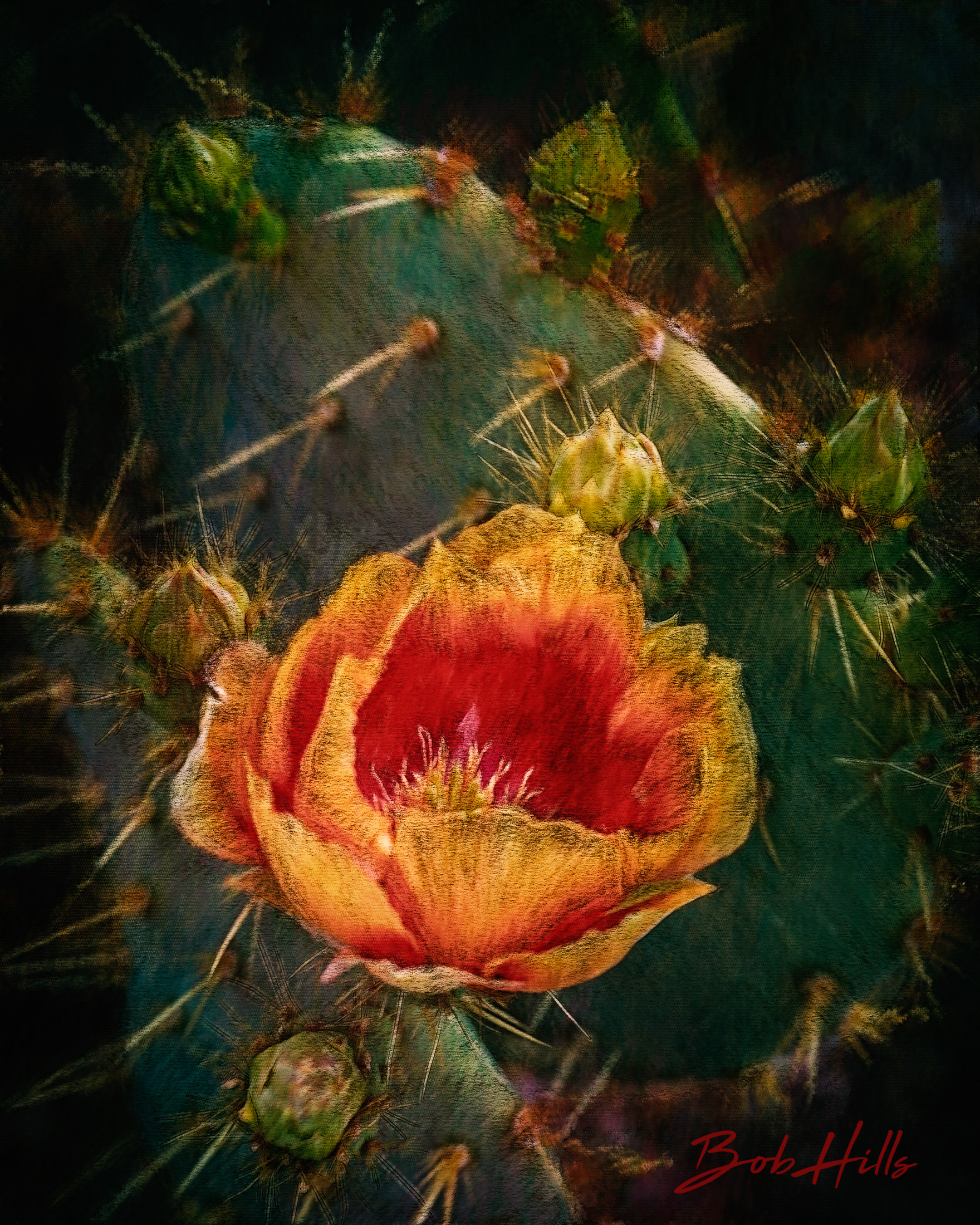 Prickly Pear 1