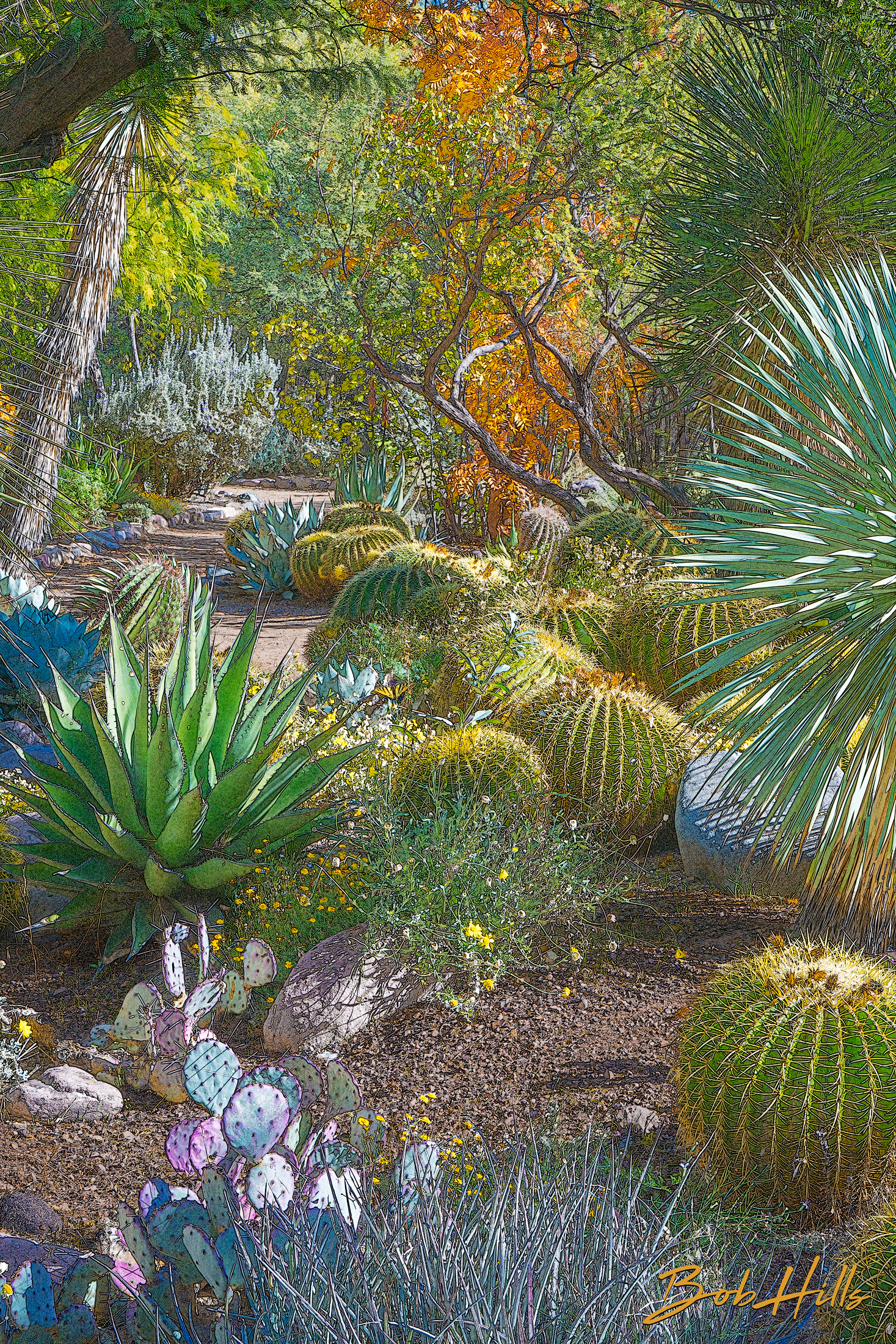 Sonoran Garden - 52
