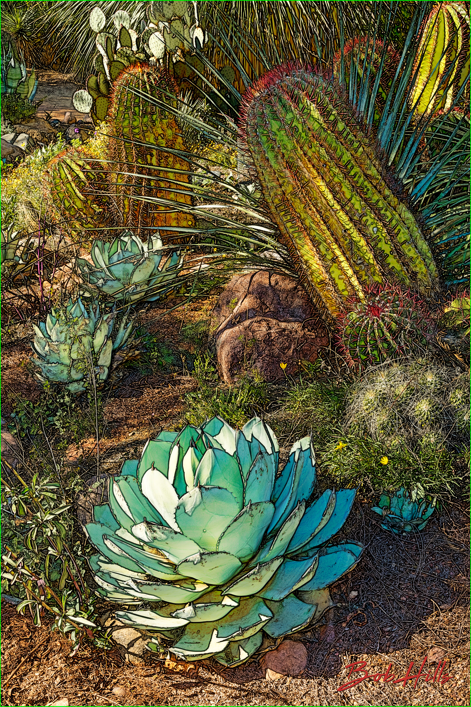 Sonoran Garden - 43