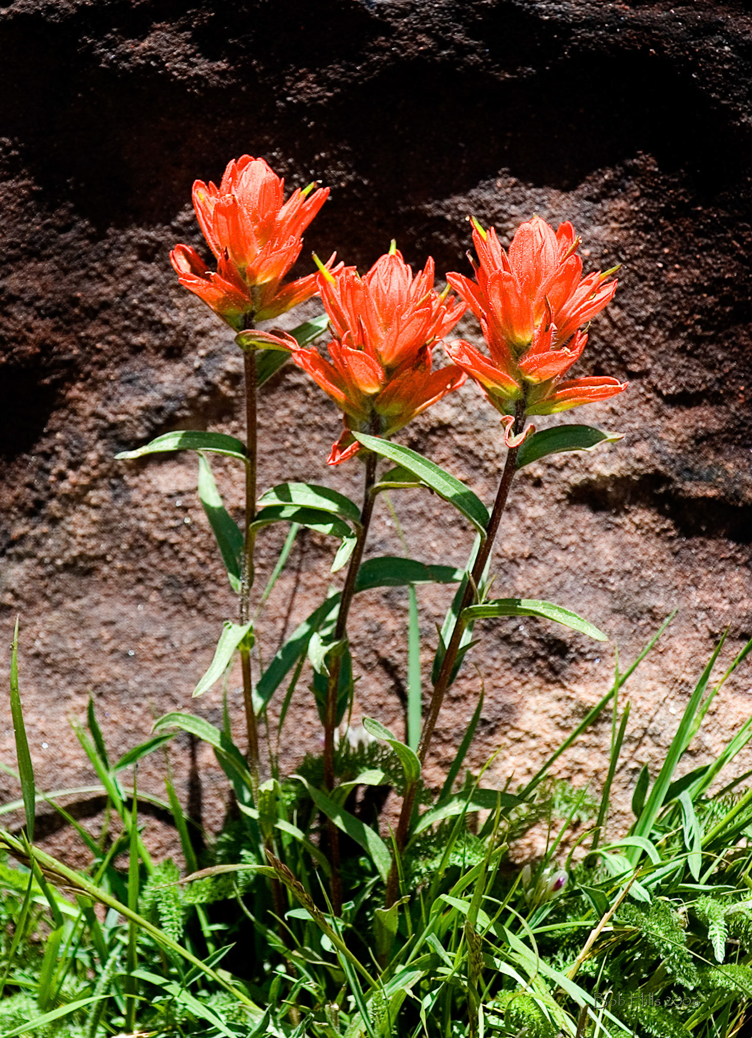 Paintbrush Against Rock