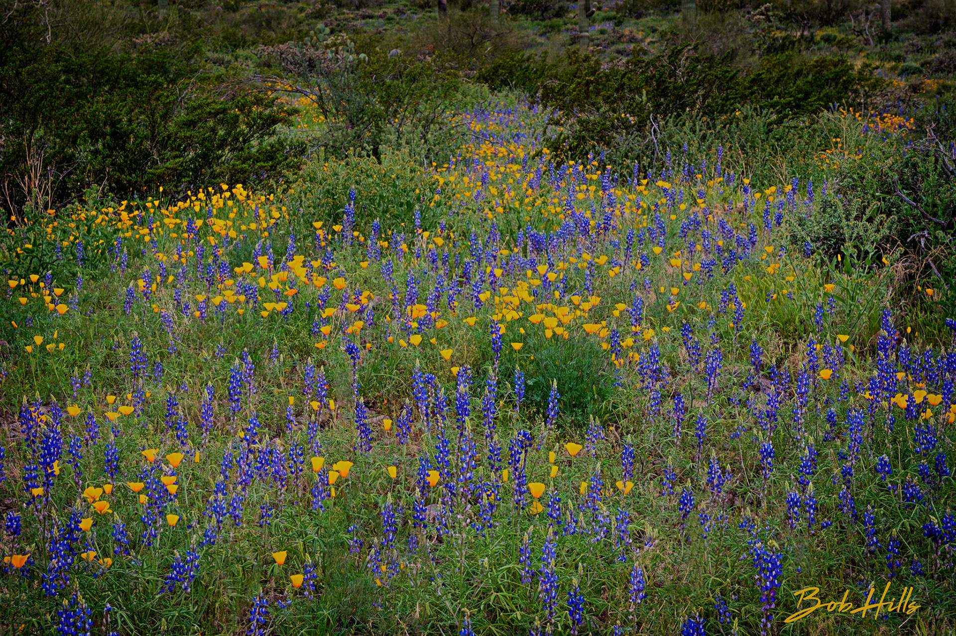 Lupine and Poppy Patch