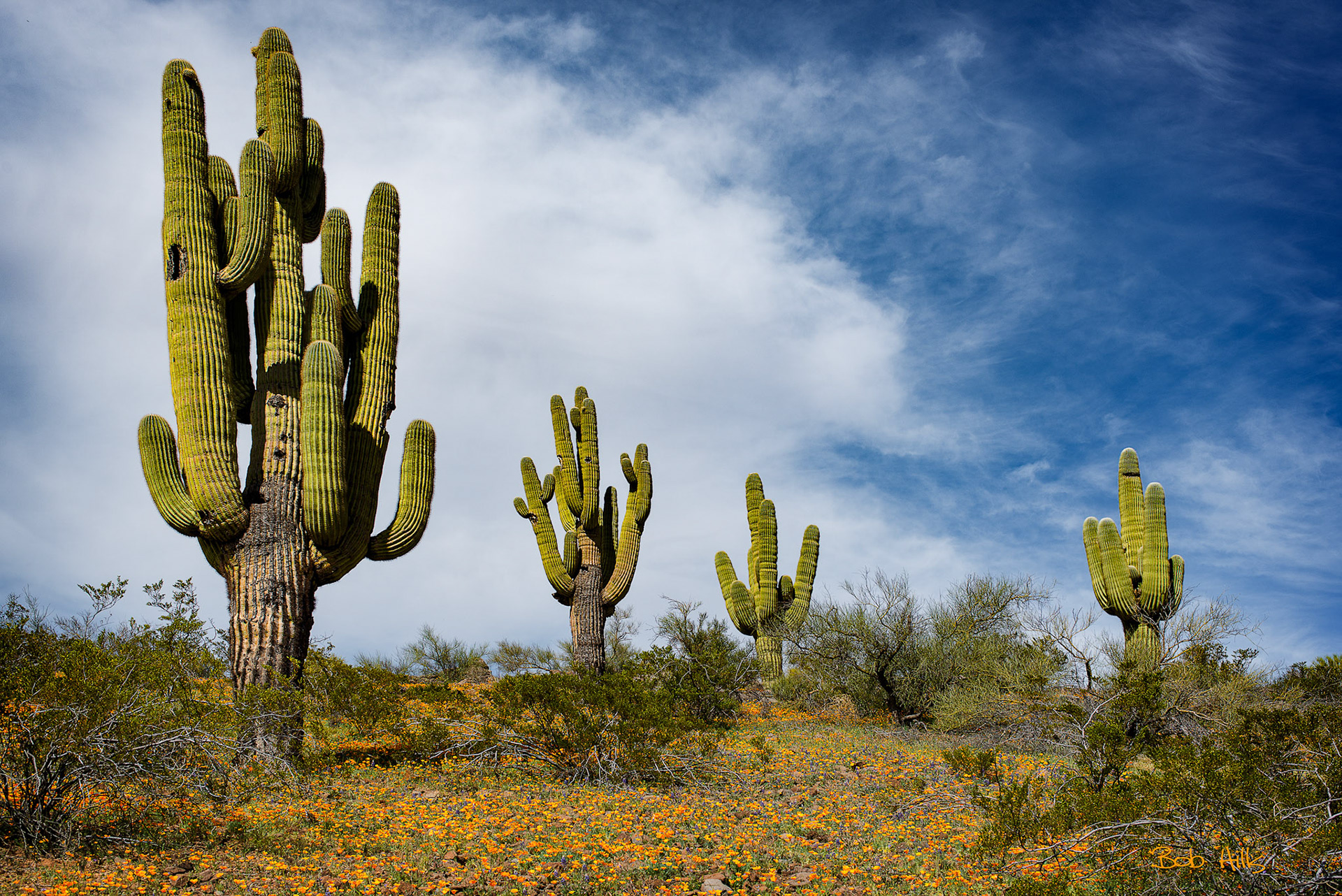 Four Saguaros