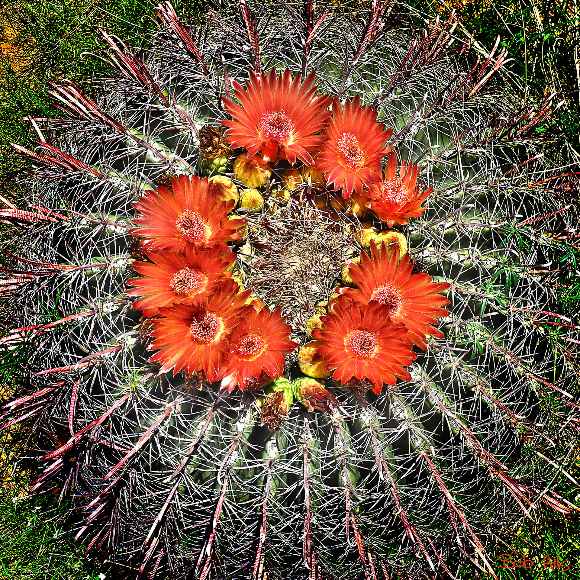 Barrel Cactus - Top Down View